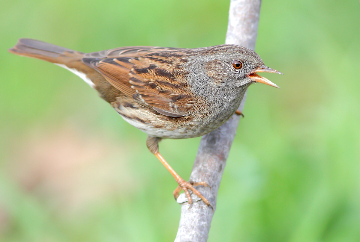 Dunnock
