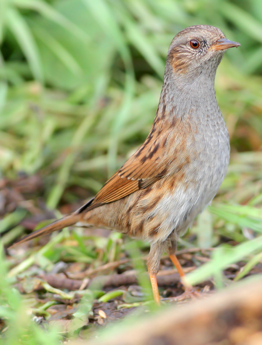 Dunnock
