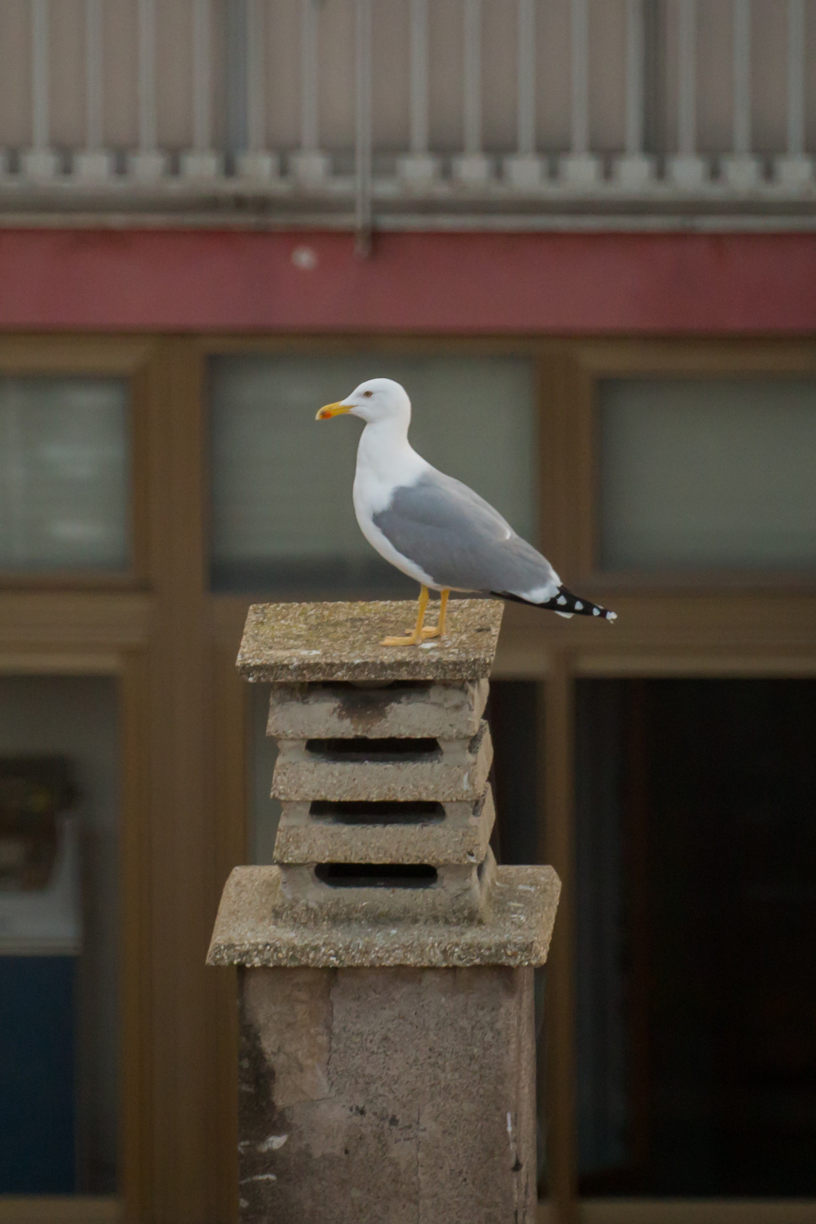 Da qui non mi muovo!