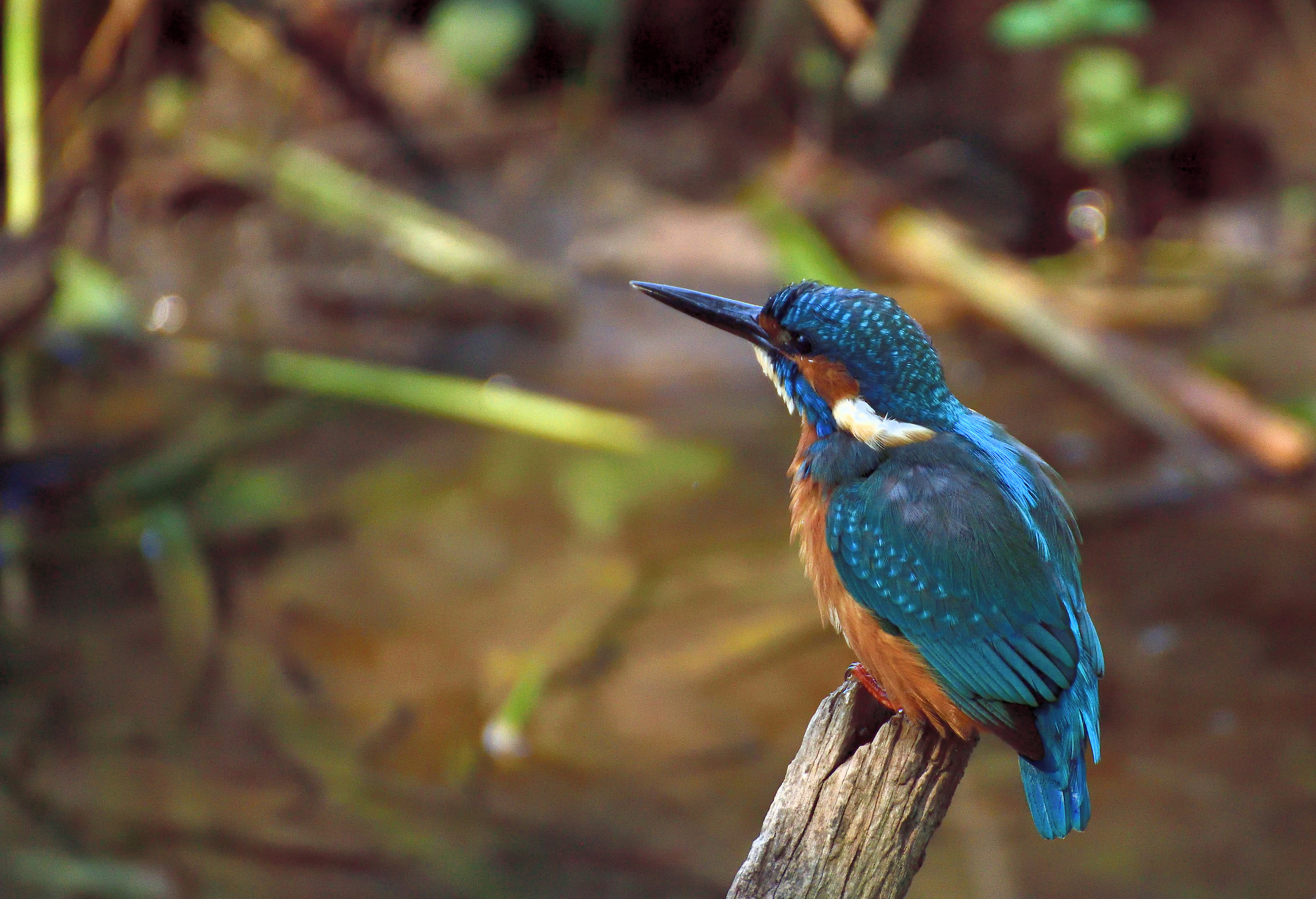 kingfisher