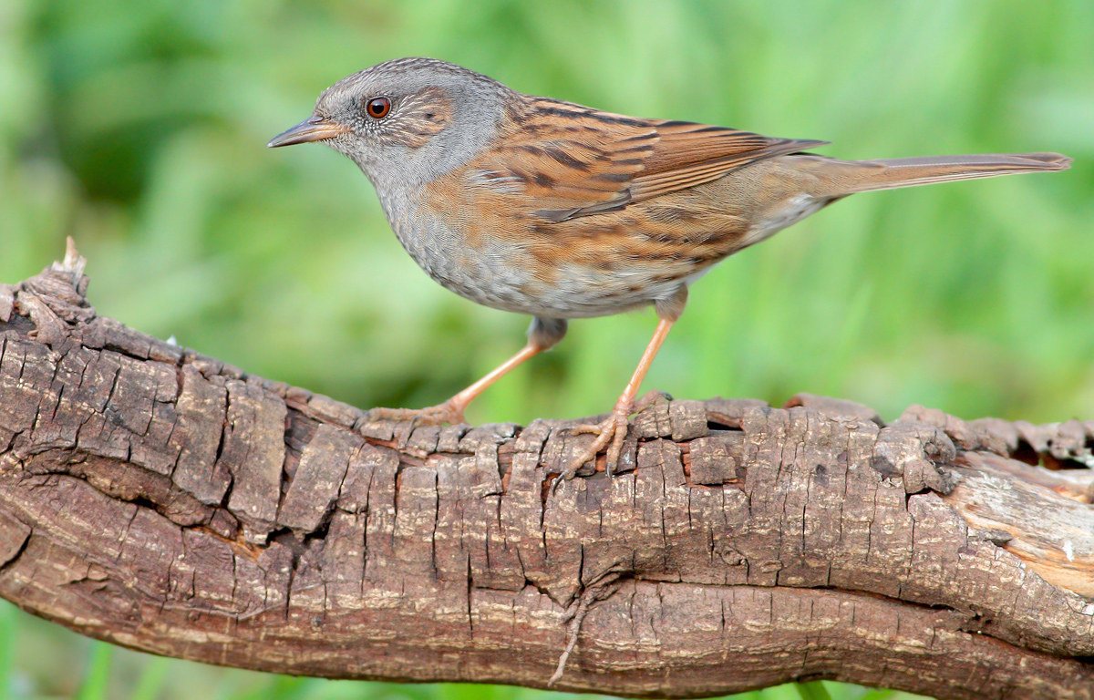 Dunnock