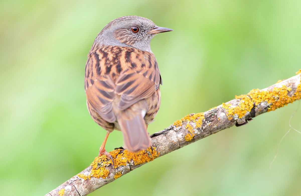 Dunnock