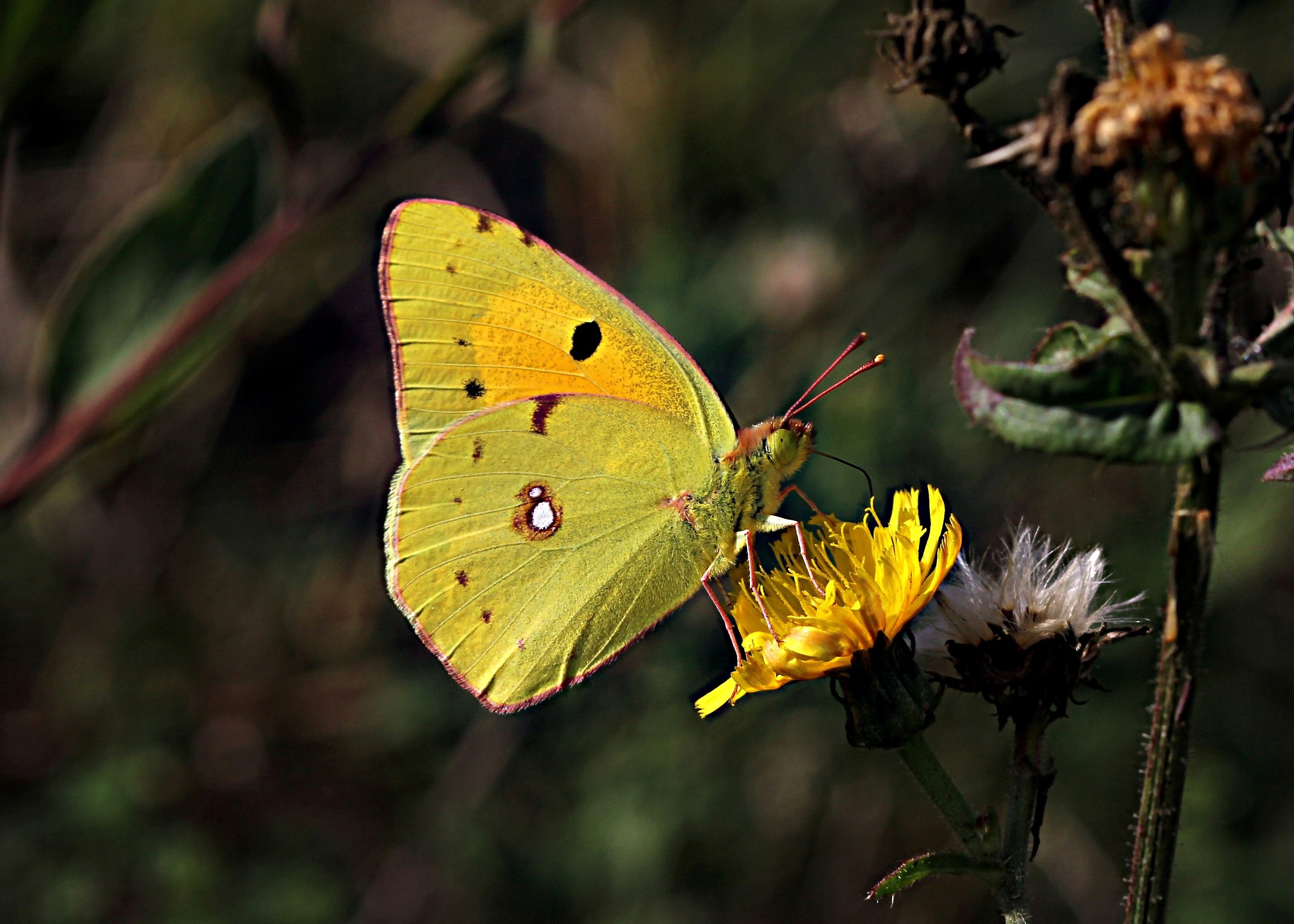 Colias crocea