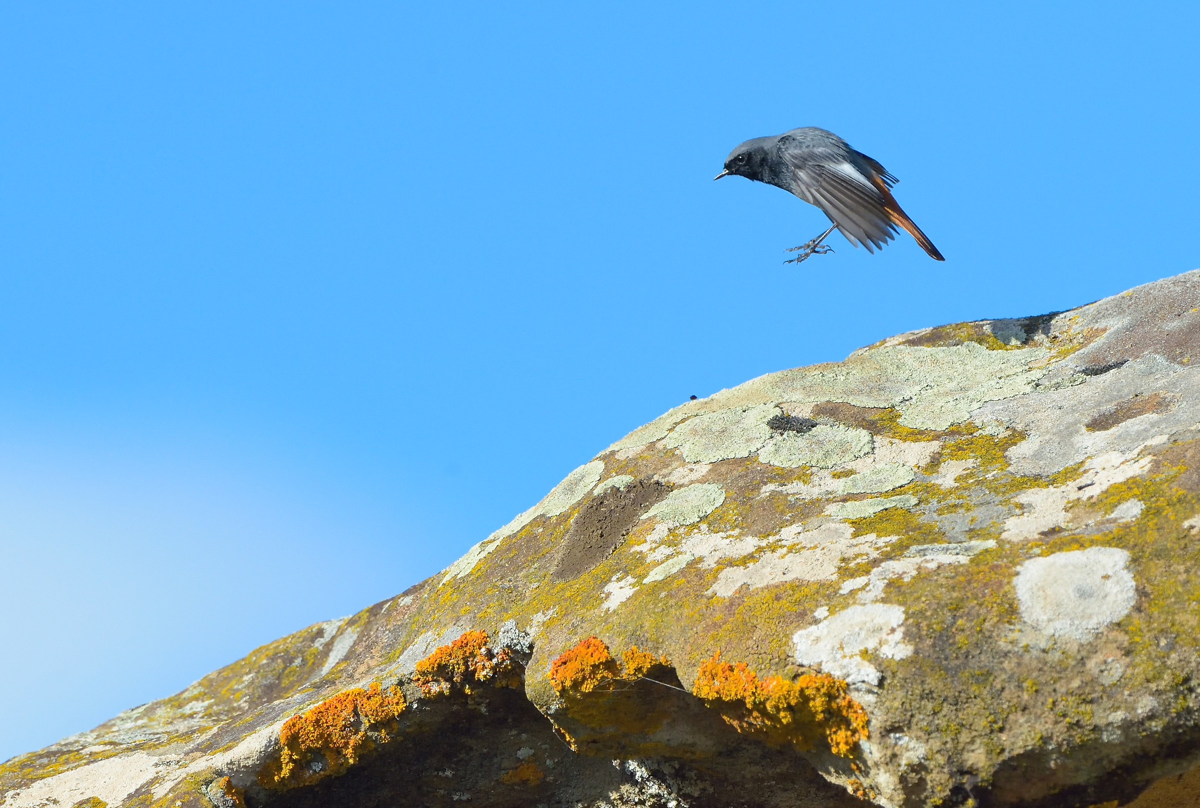 Bravo Teo does' the jump