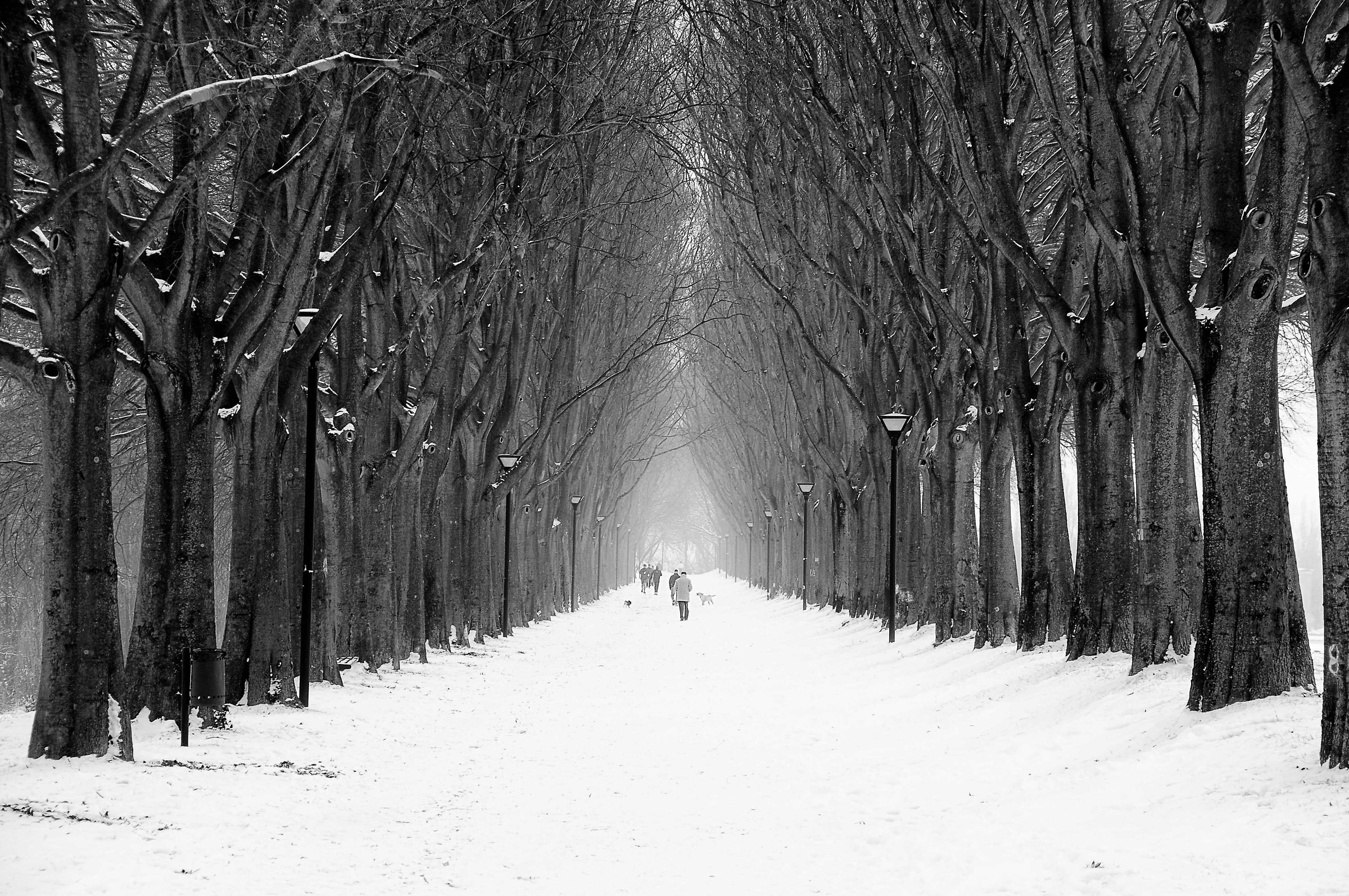 Il cammino silenzioso della neve