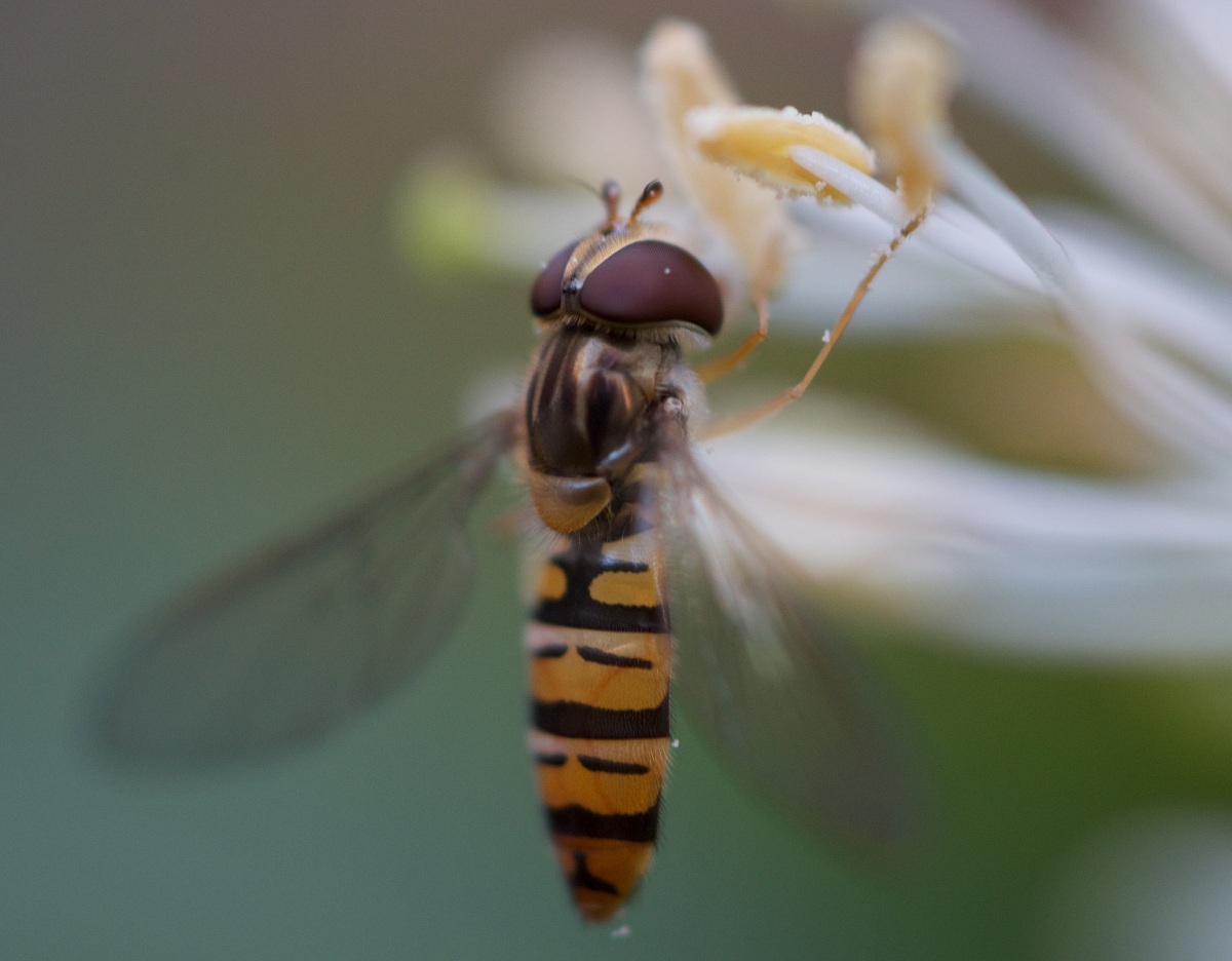 Arrivati ??a le chicche
