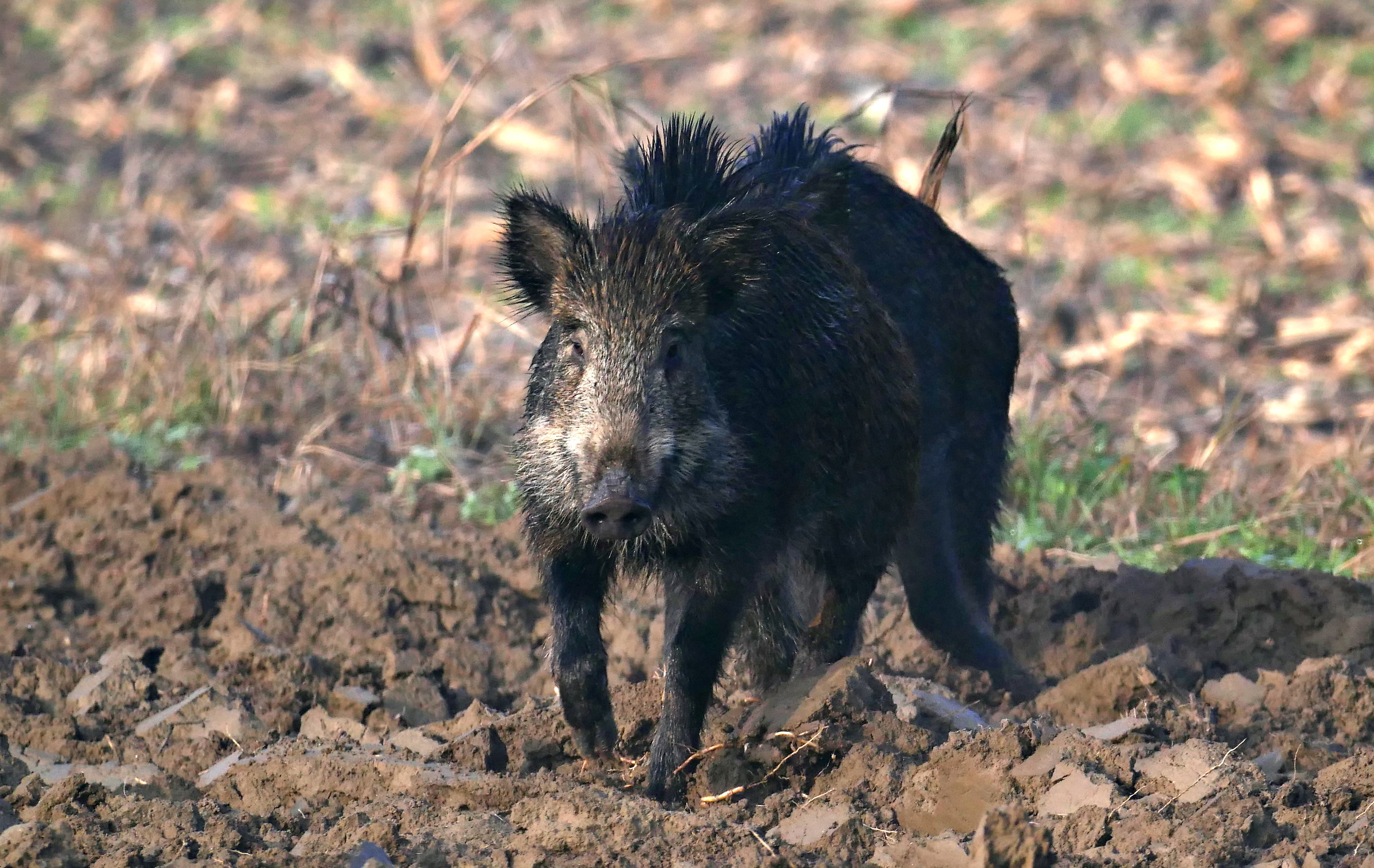boar
