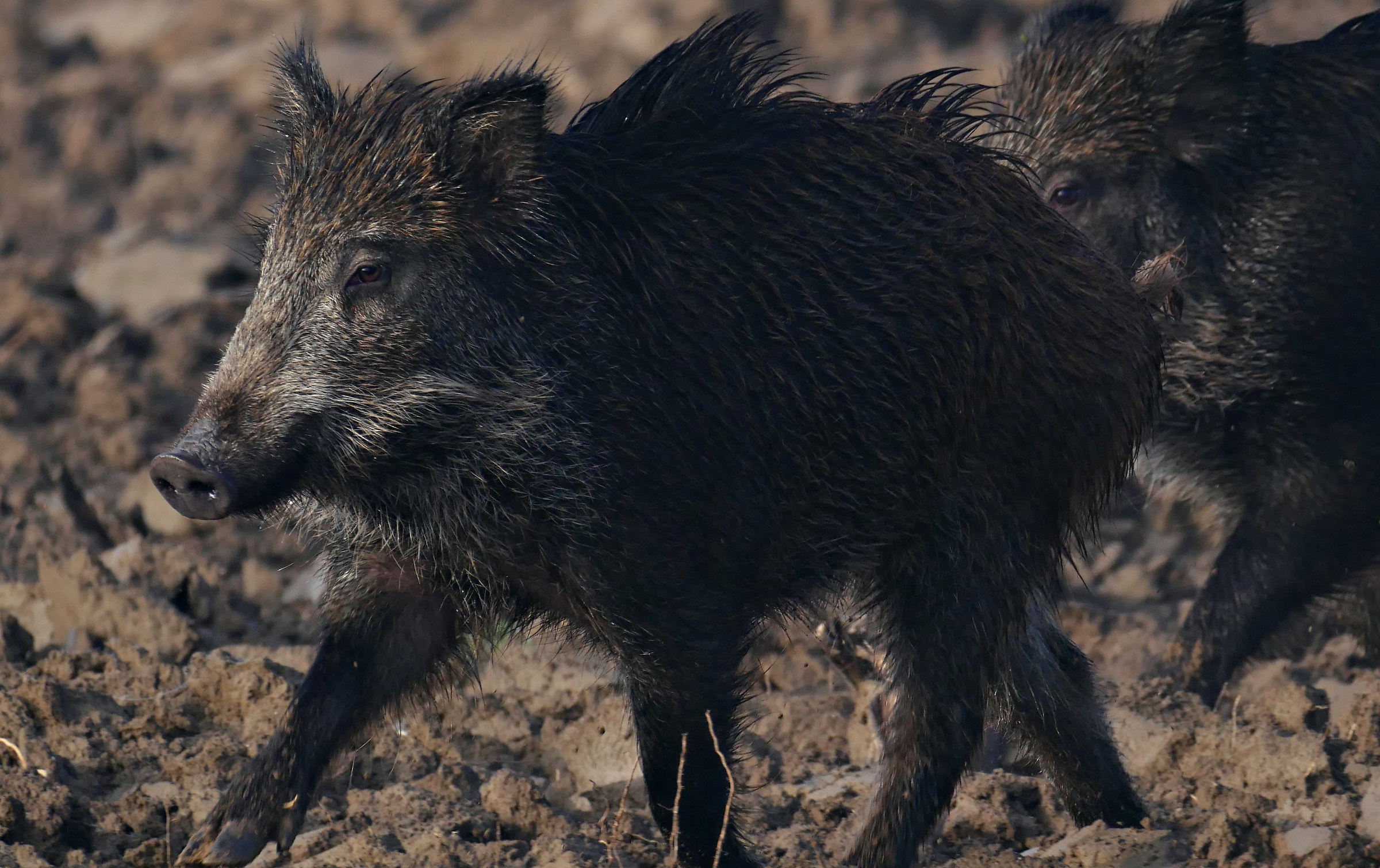 boars