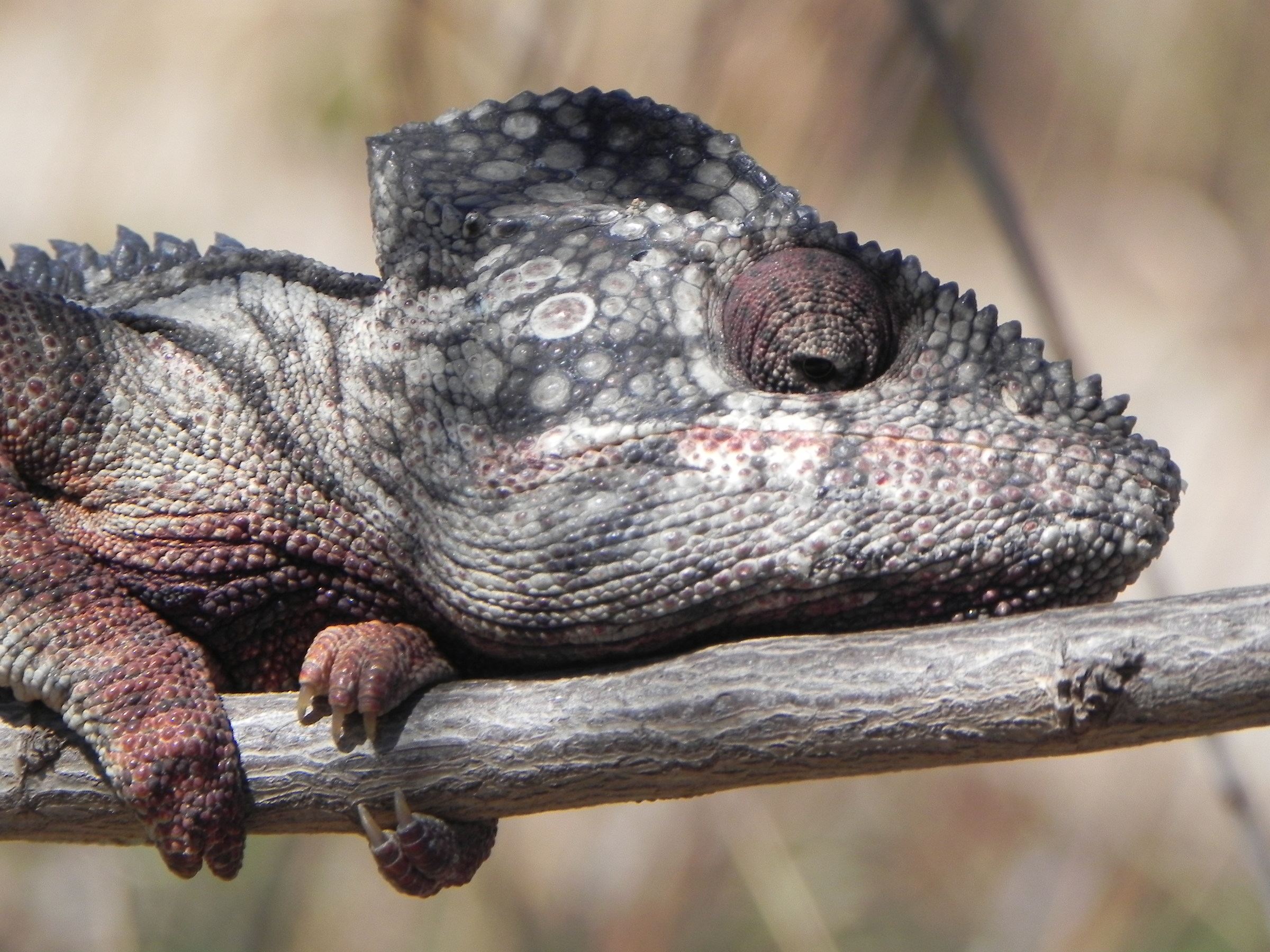 Chameleon in Isalo National Park
