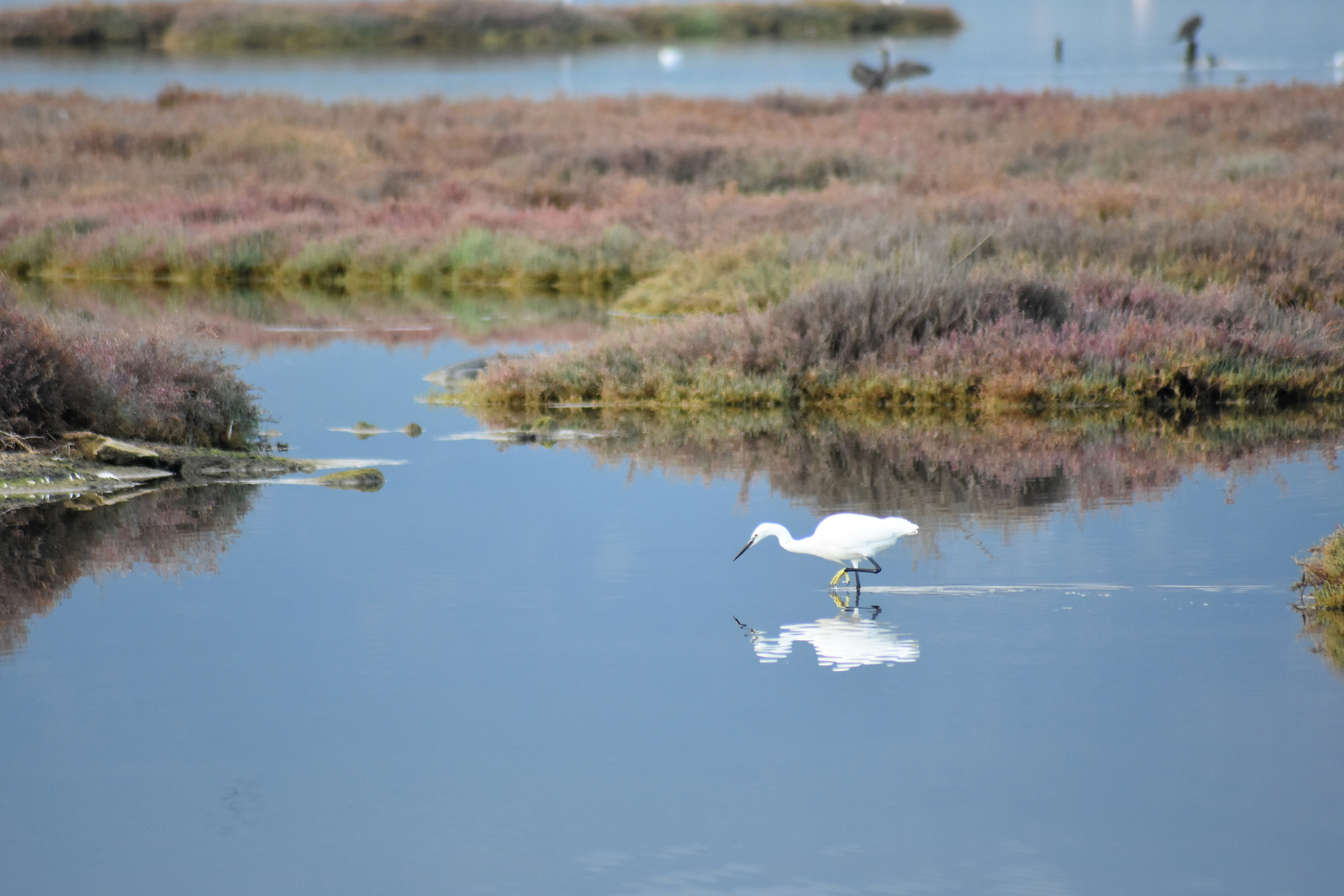 Little egret in the pond of Santa Gilla (Sardinia)