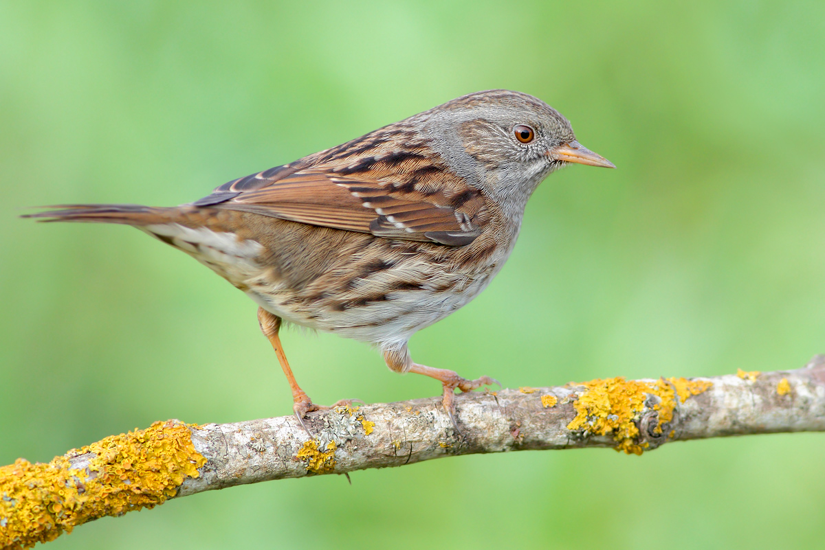 Dunnock