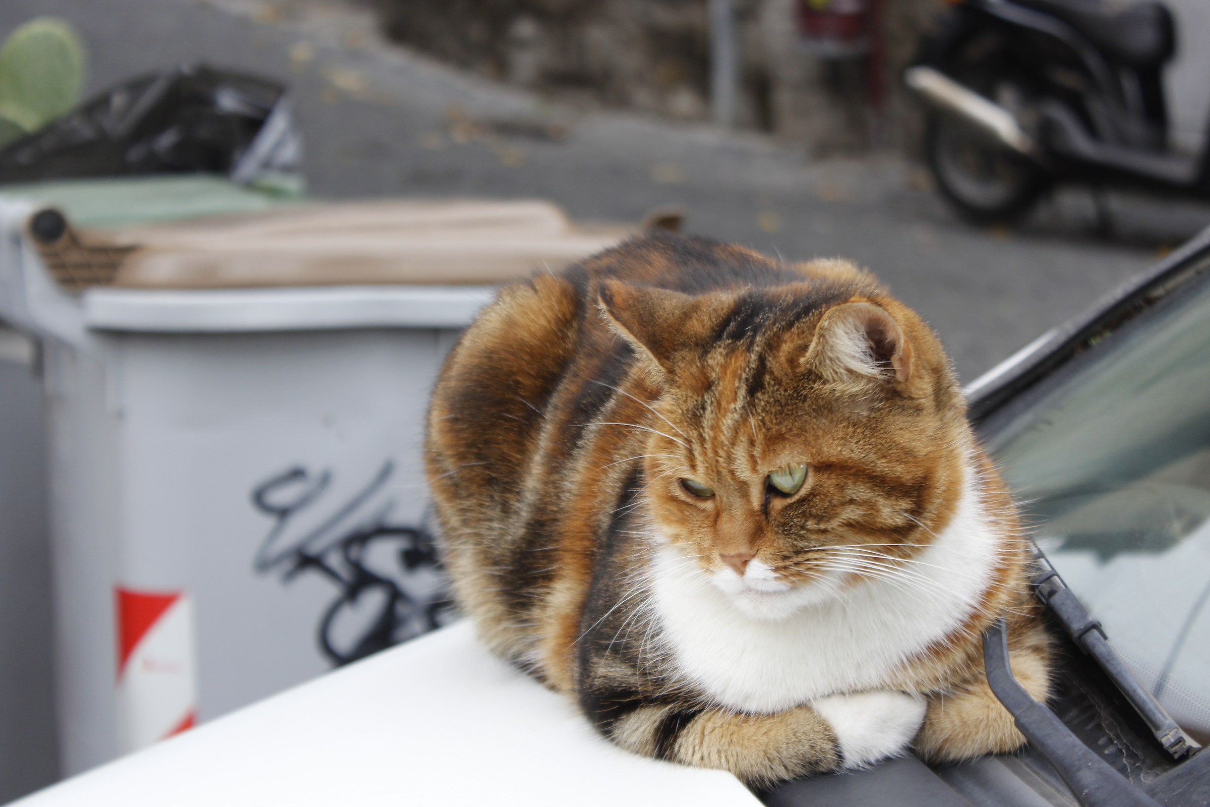 gatto dai colori autunnali