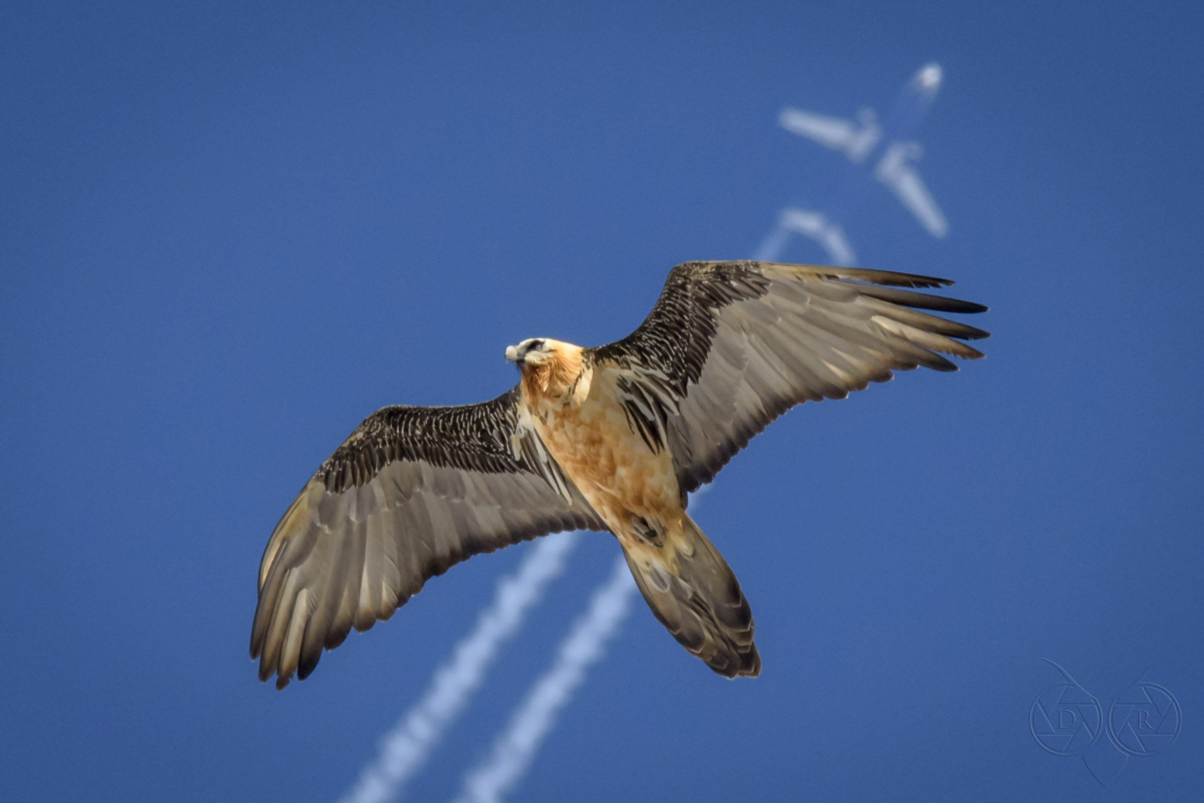 Gipetus Barbatus - vulture