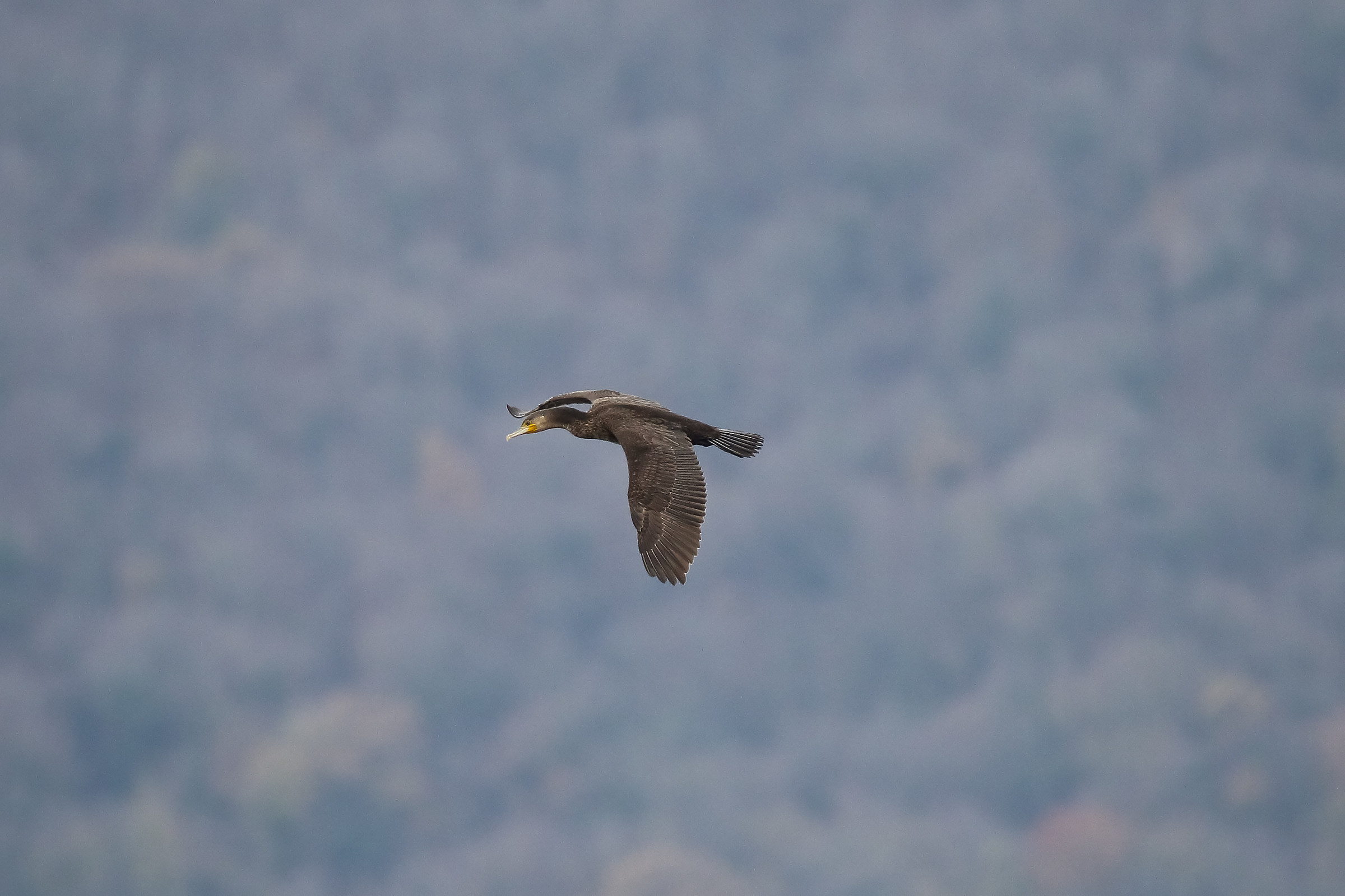 Cormorano Giovane in Volo