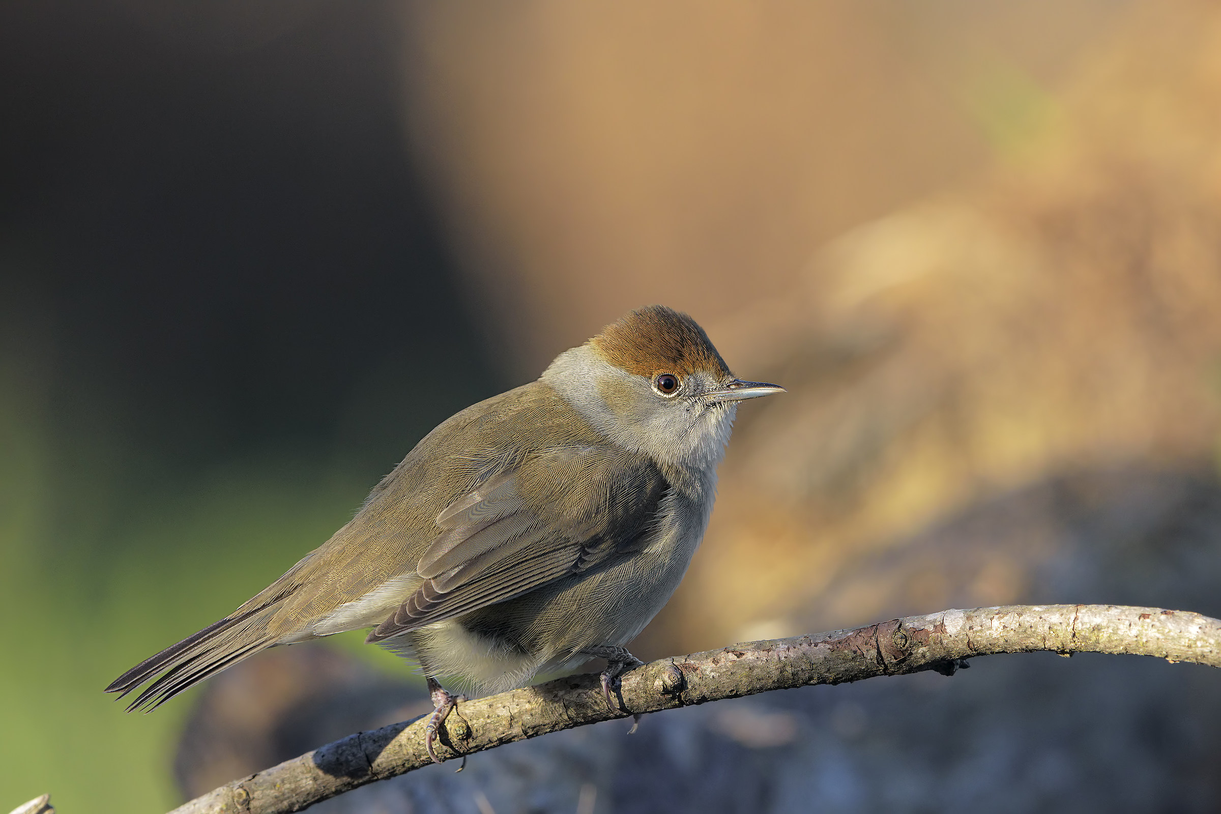 blackcap