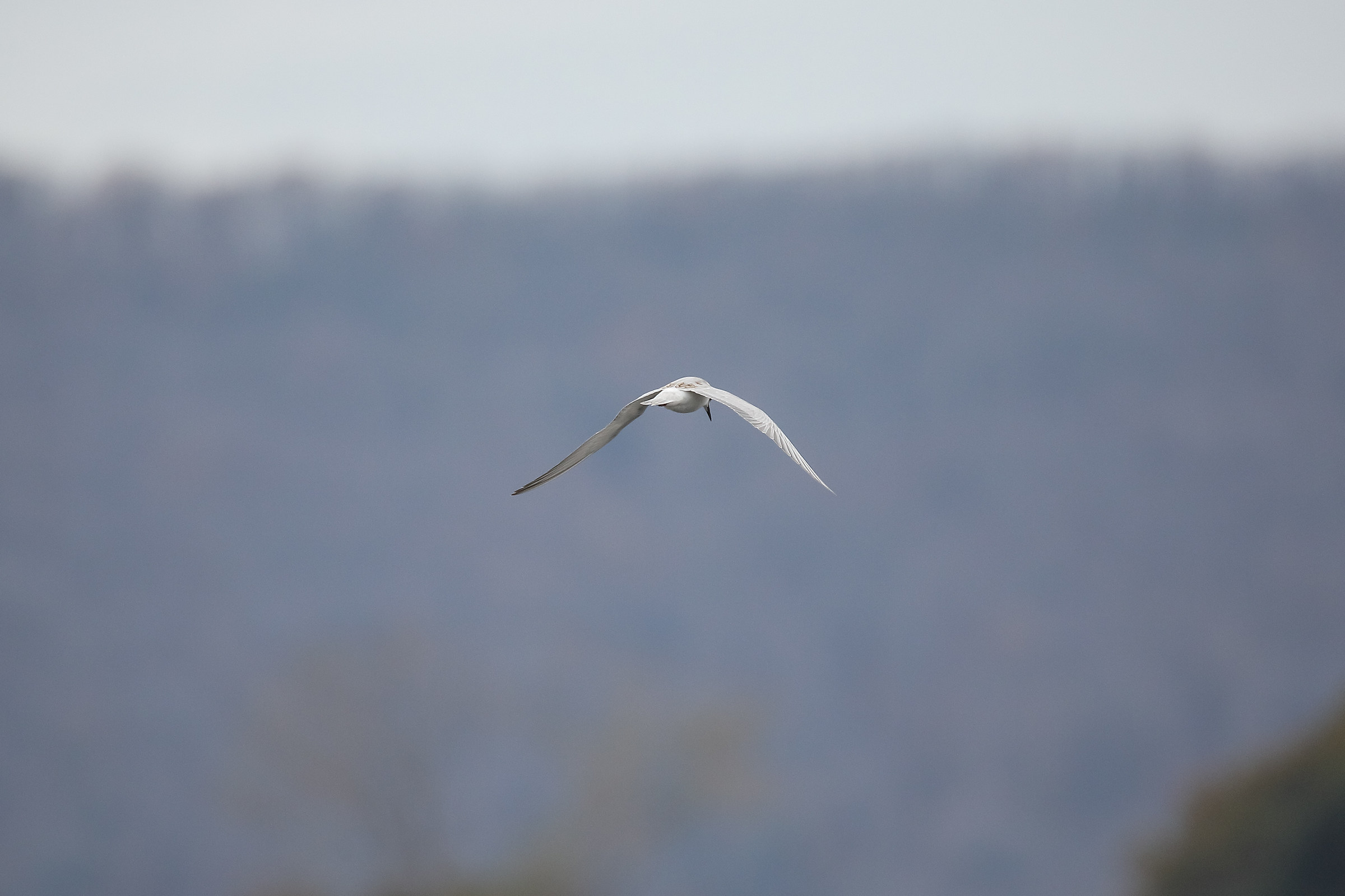 Tern