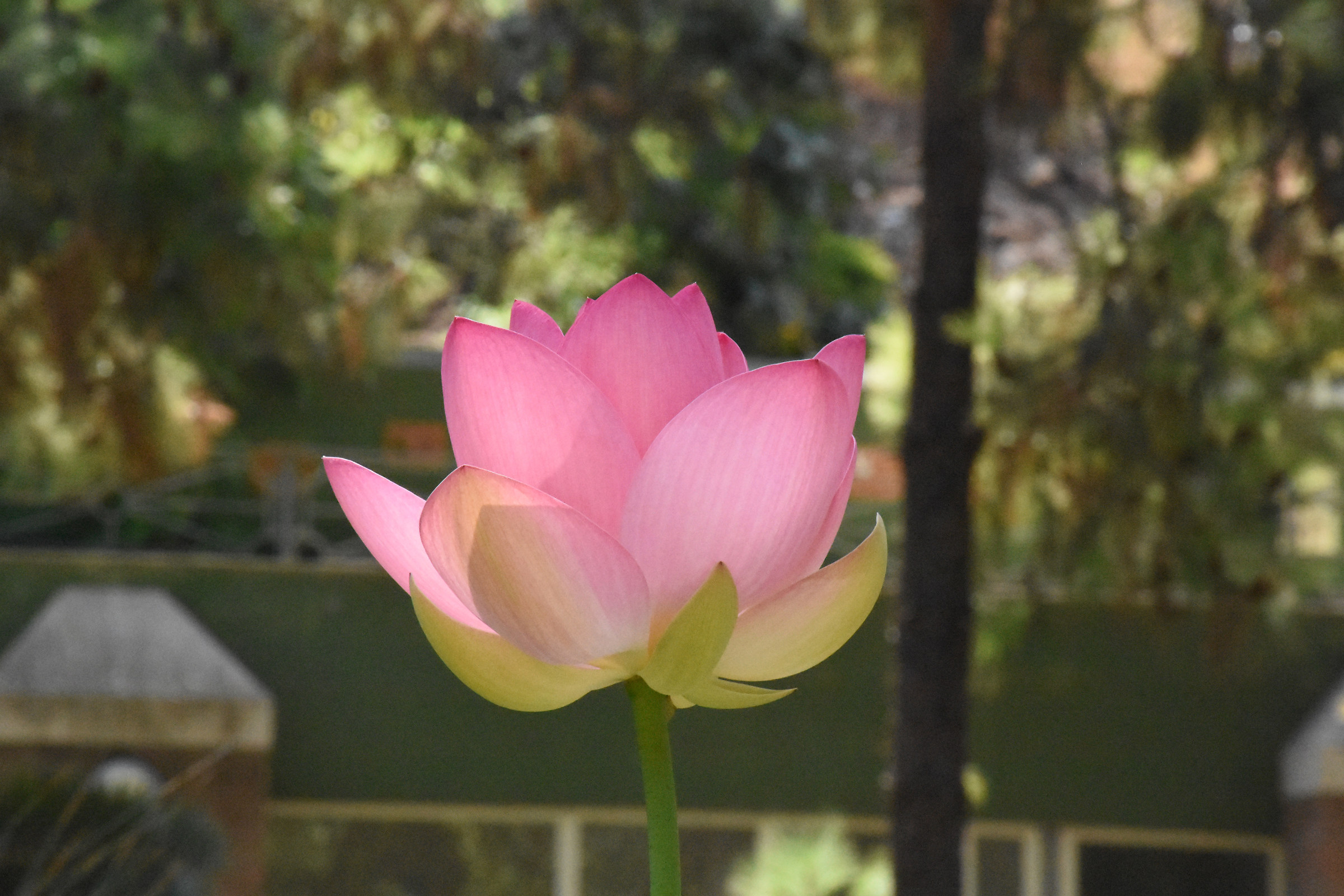 lotus flower - botanical garden of Cagliari