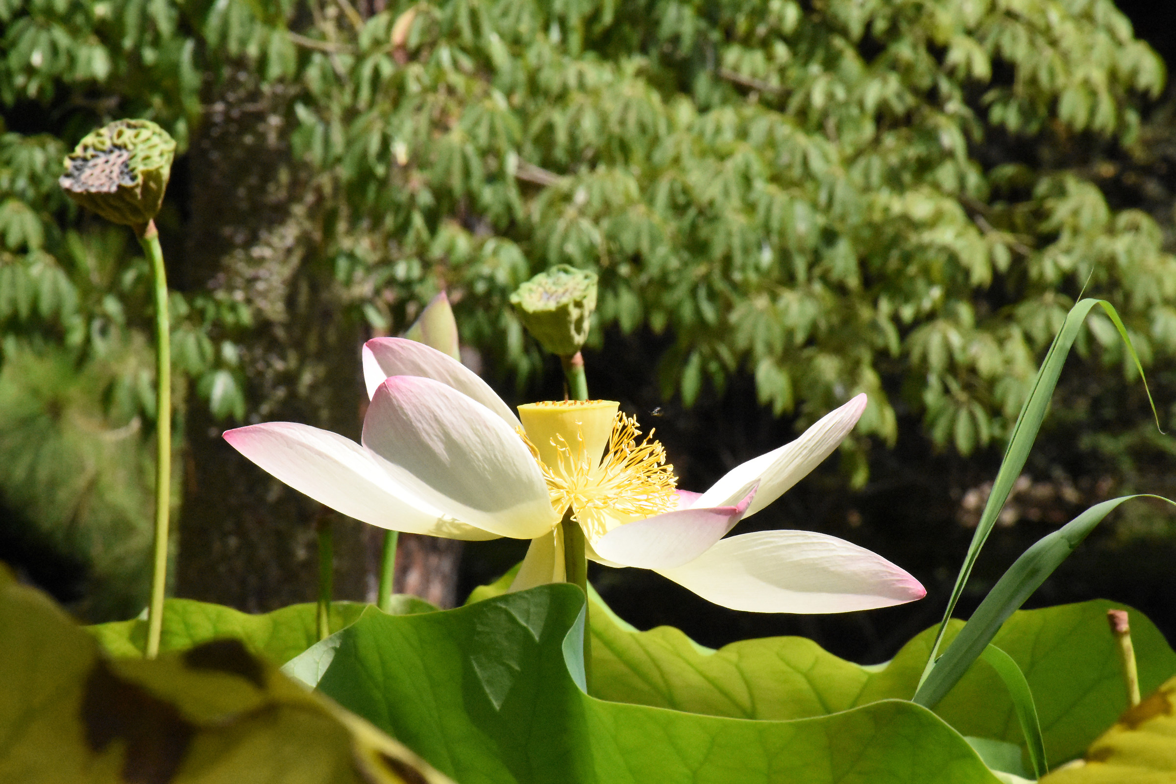 fiore di loto - orto botanico di Cagliari