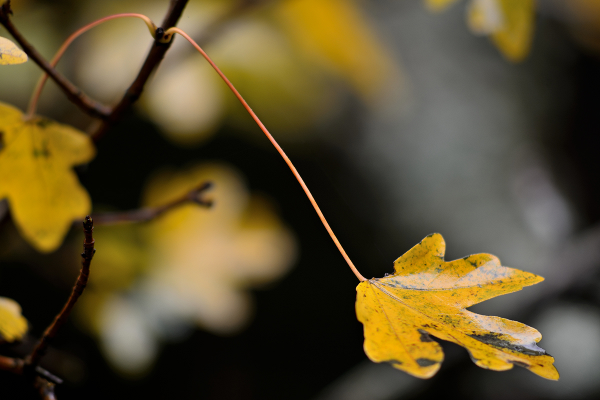Before the winter comes and fly away - Circeo 20161119