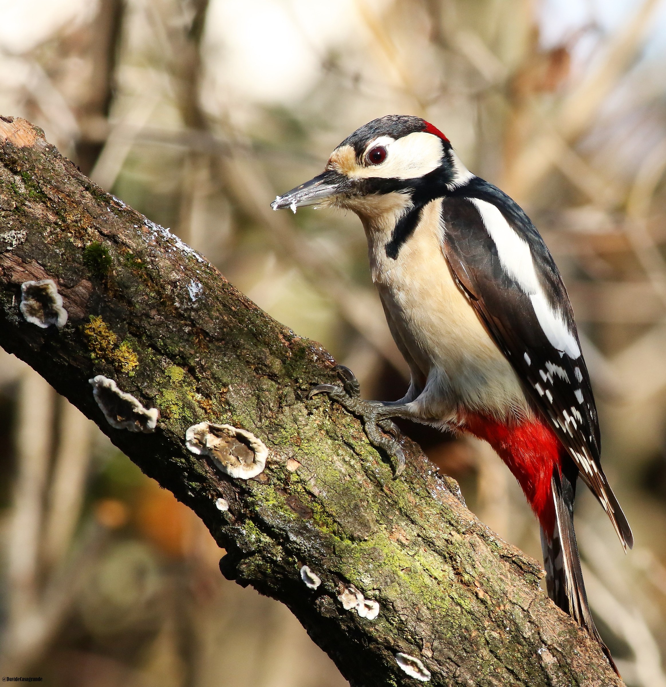 Picchio Rosso Maggiore