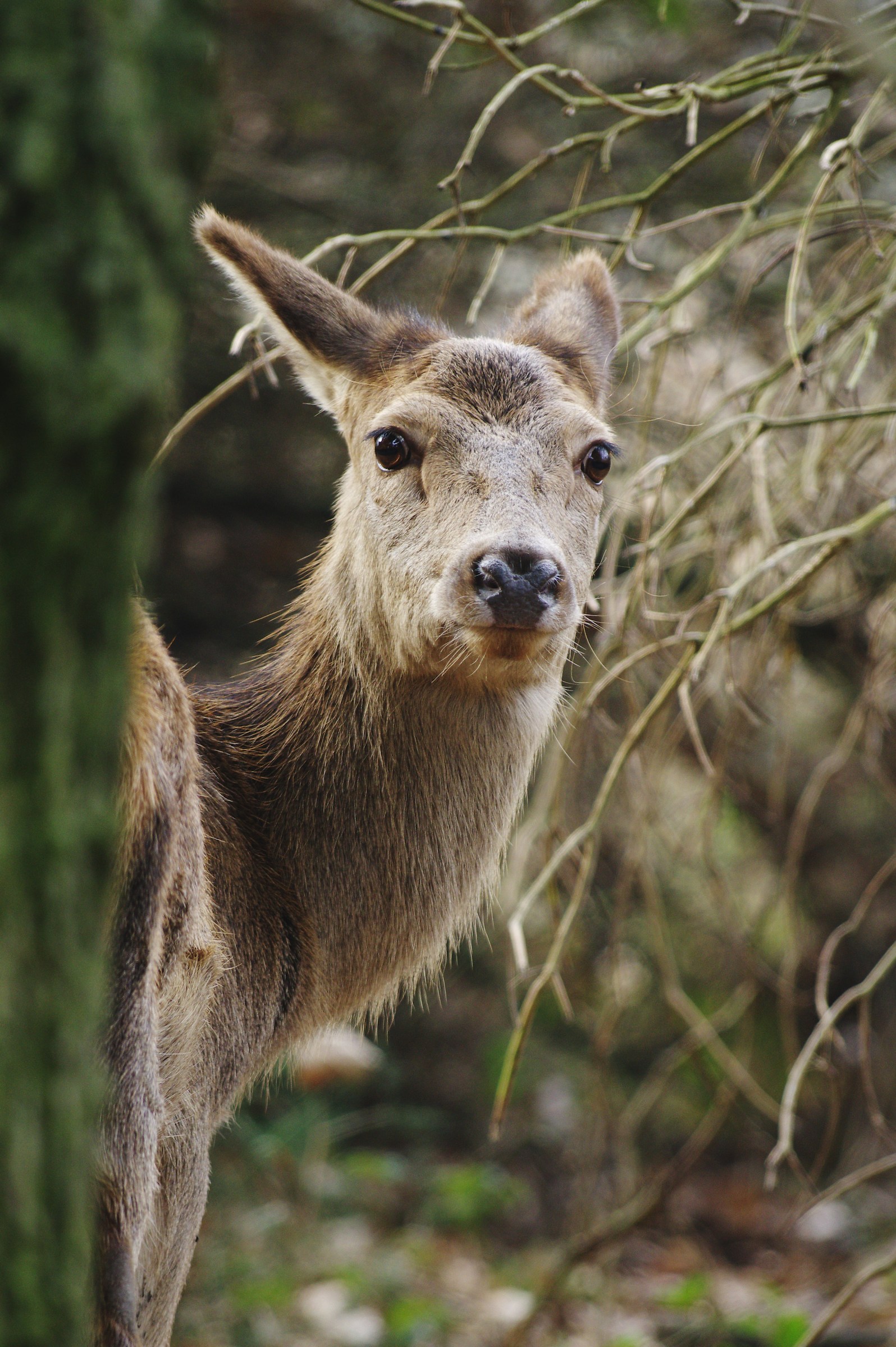 State Natural Reserve "Bosco della Mesola" (fe)