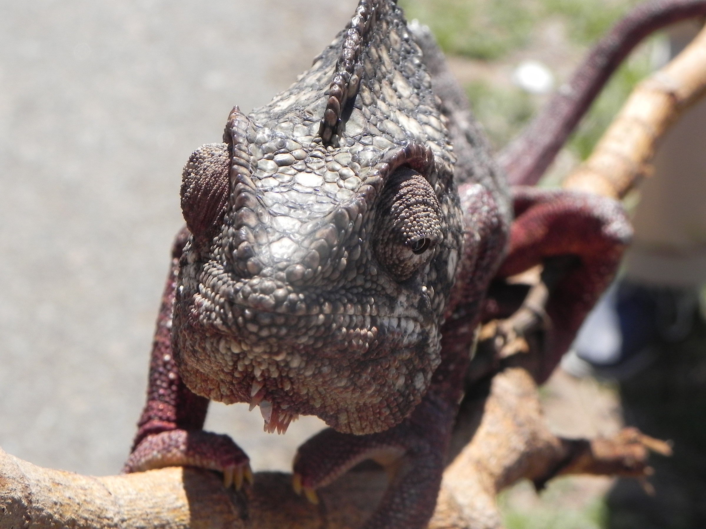 Camaleonte sulla strada per Fianarantsoa (Madagascar)