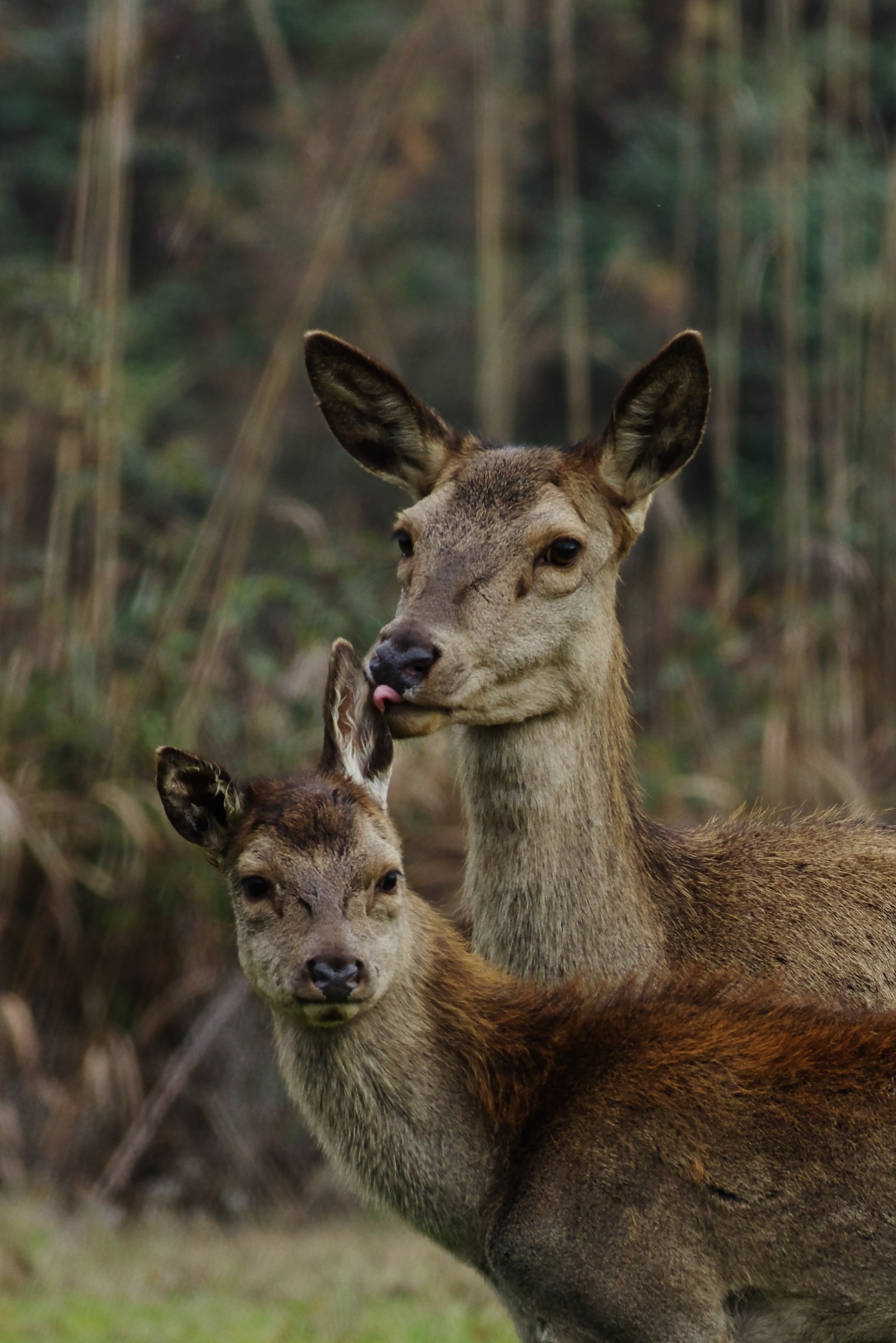 State Natural Reserve "Bosco della Mesola" (fe)