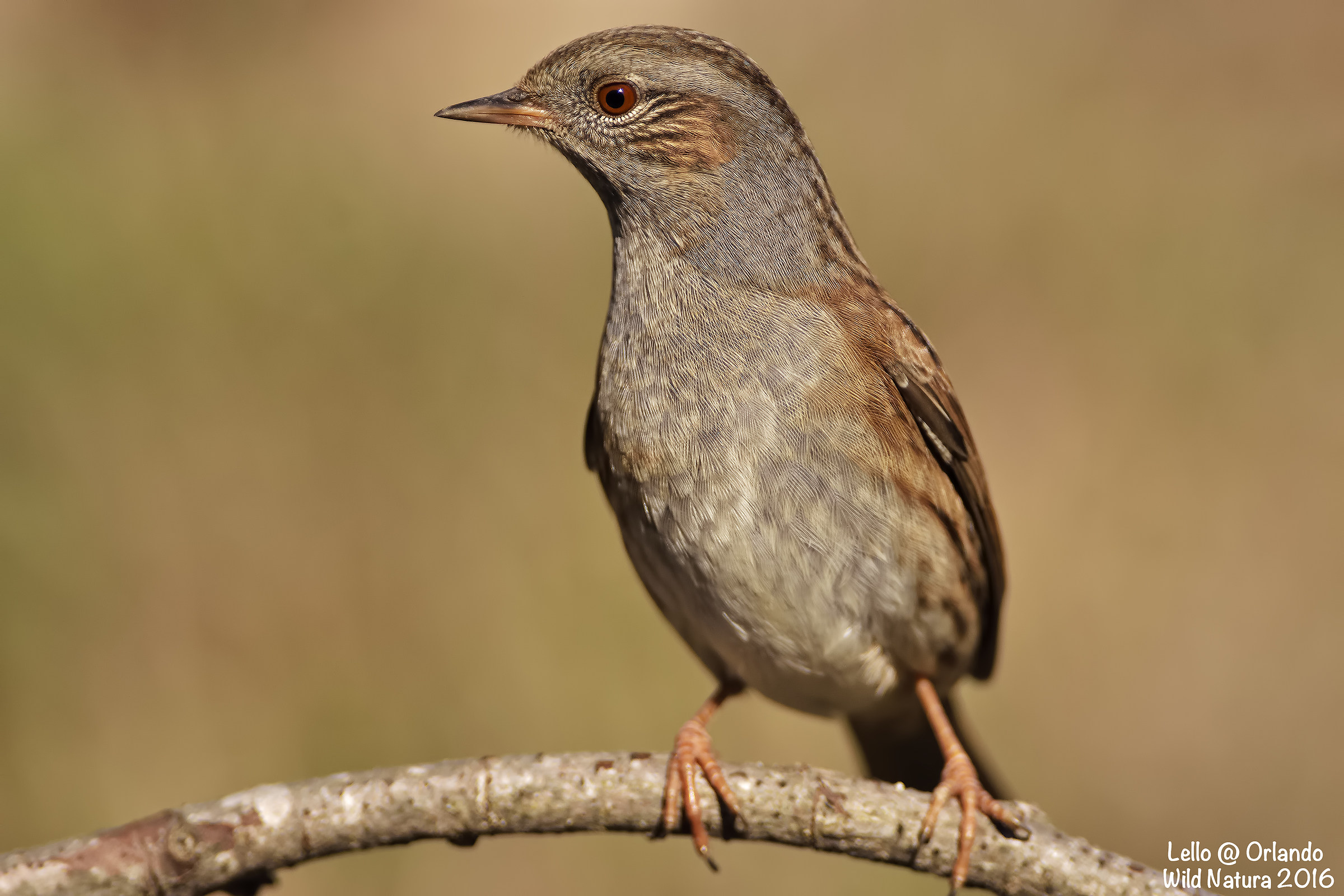 Passera Scopaiola Ritratto!