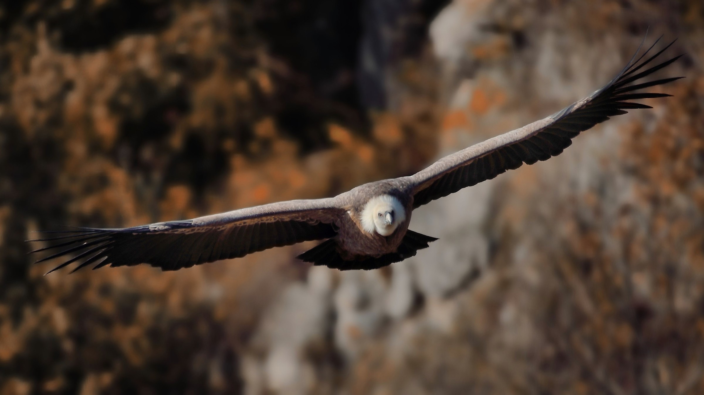 Grifone (Gips Fulvus)