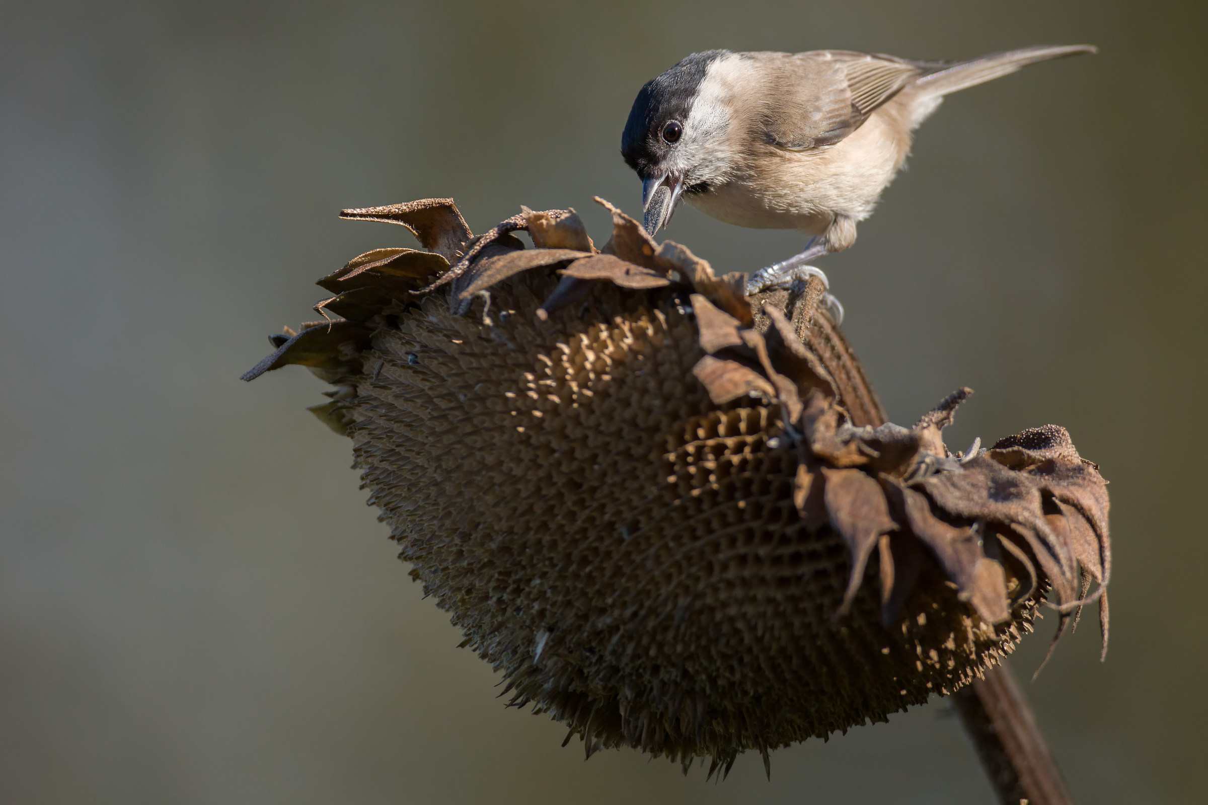 Breakfast of titmouse