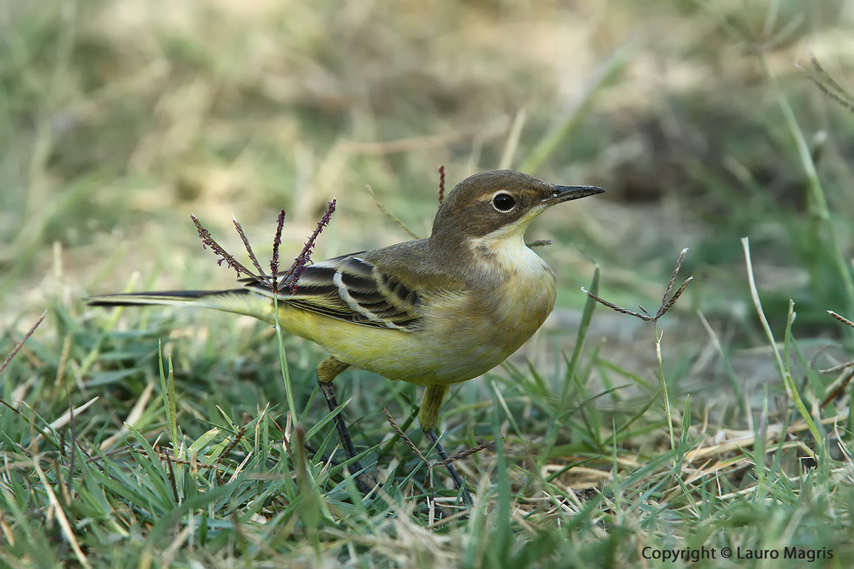 Wagtail of profile