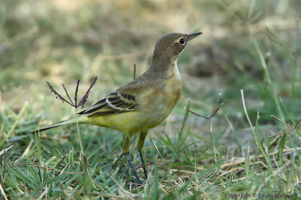 Wagtail in alarm