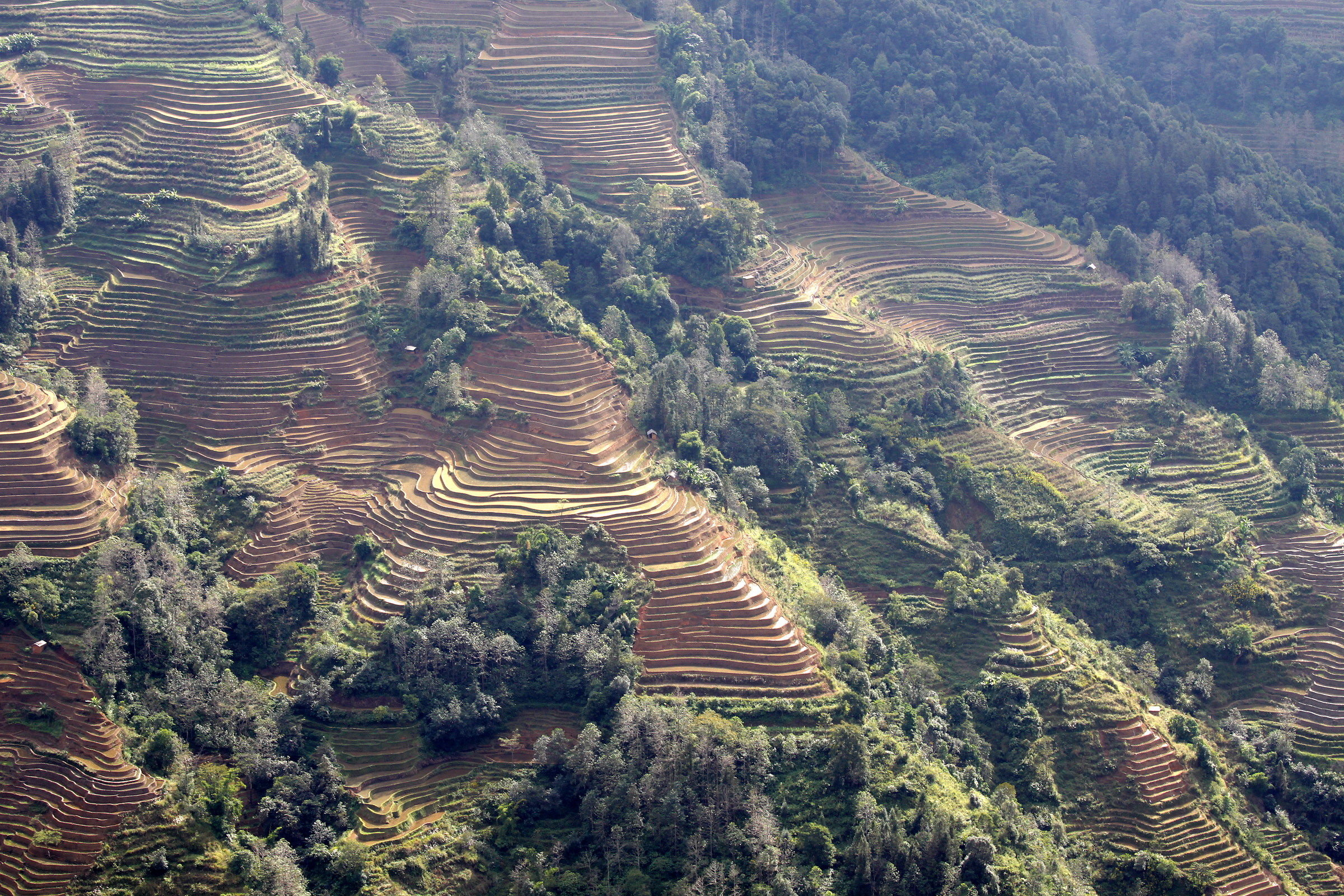 3961 - Mountain Risaie