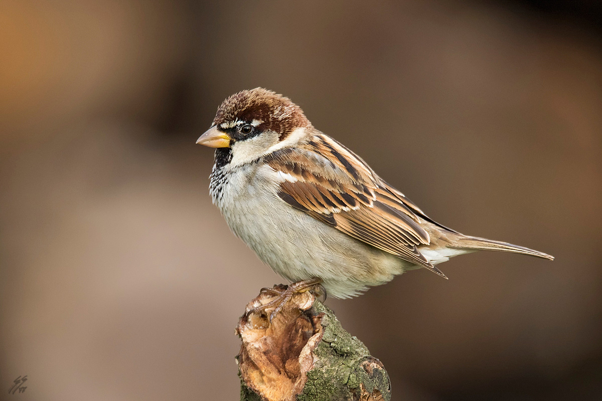 ..passero d'italia..