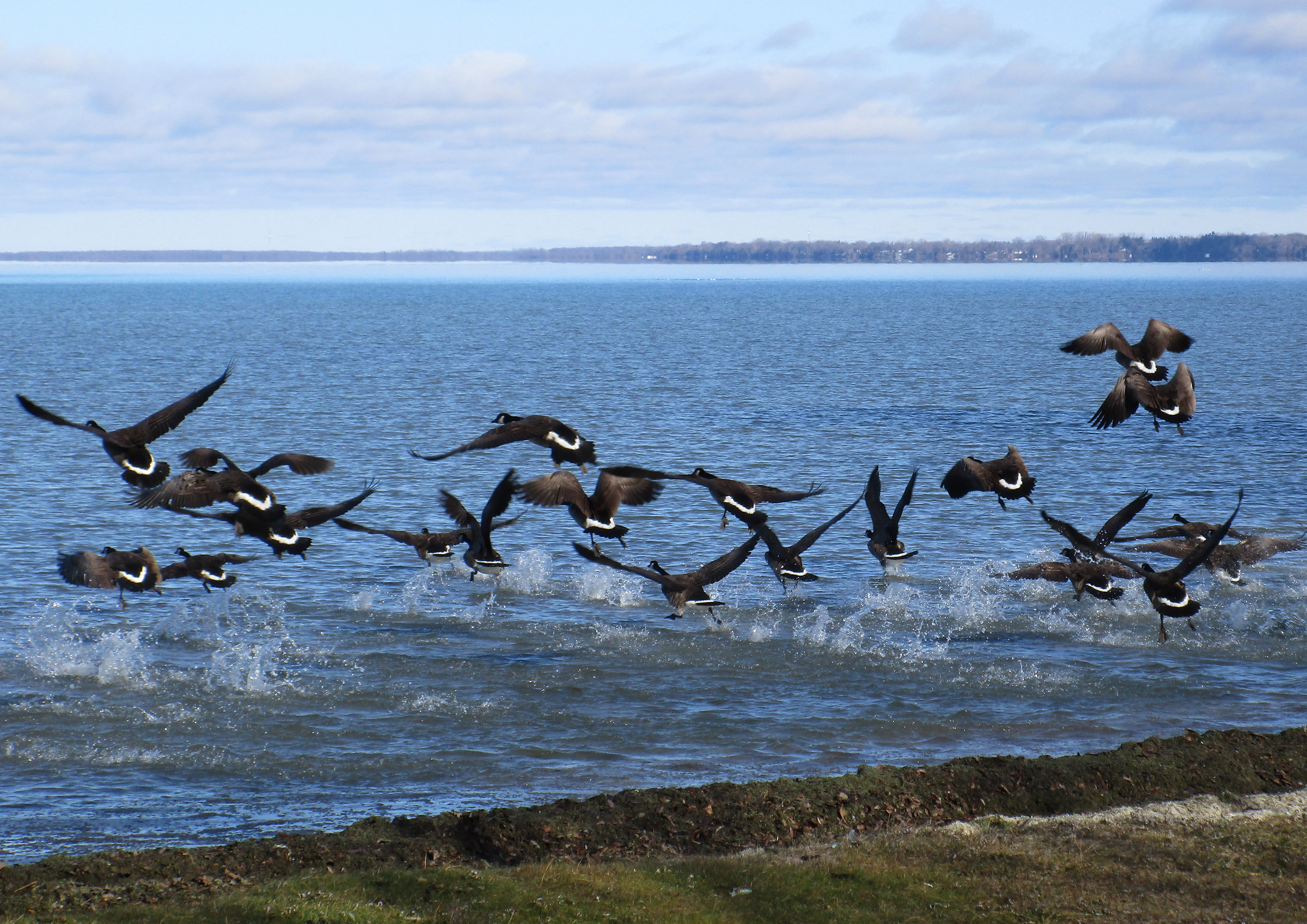 Canadian Geese in Flight