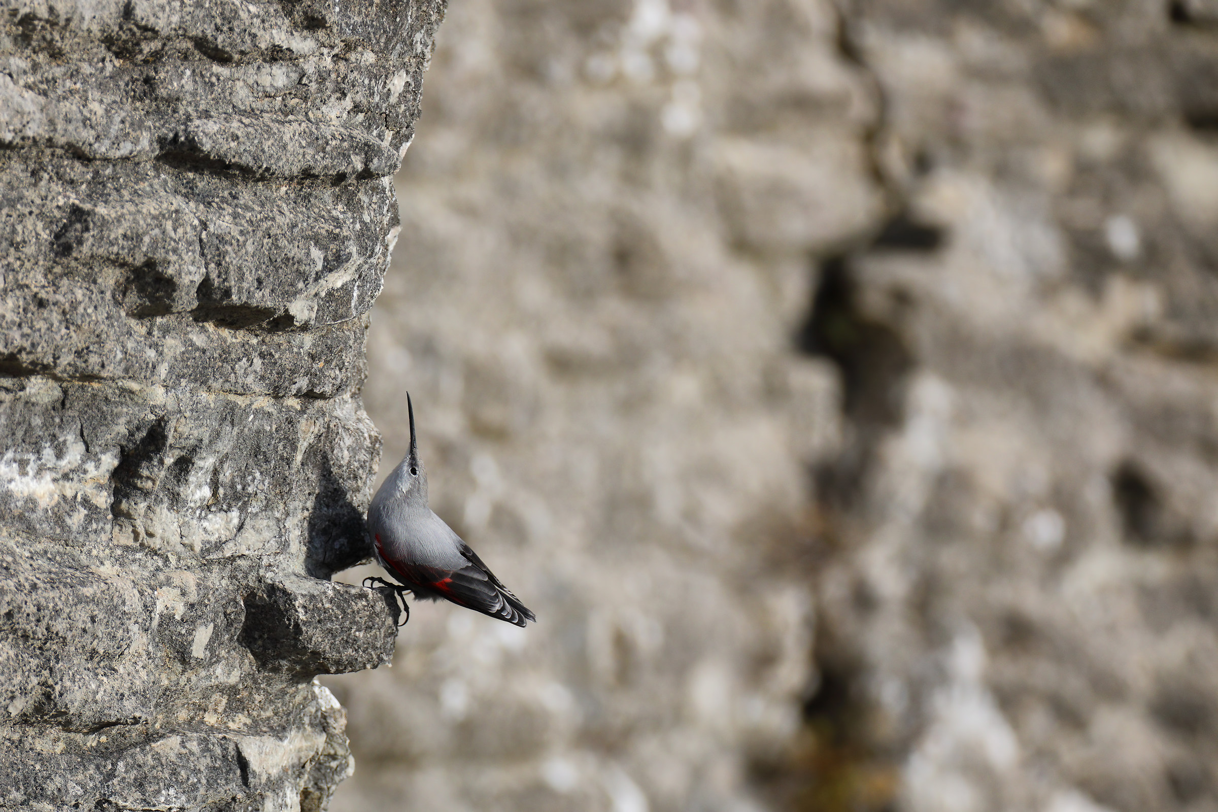 wallcreeper