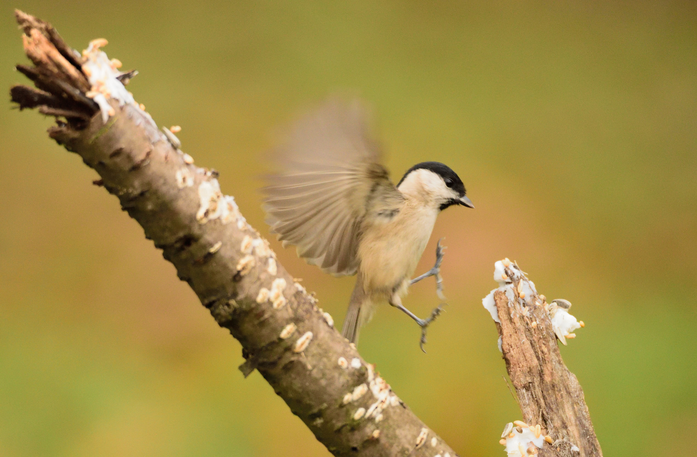 willow tit in landing
