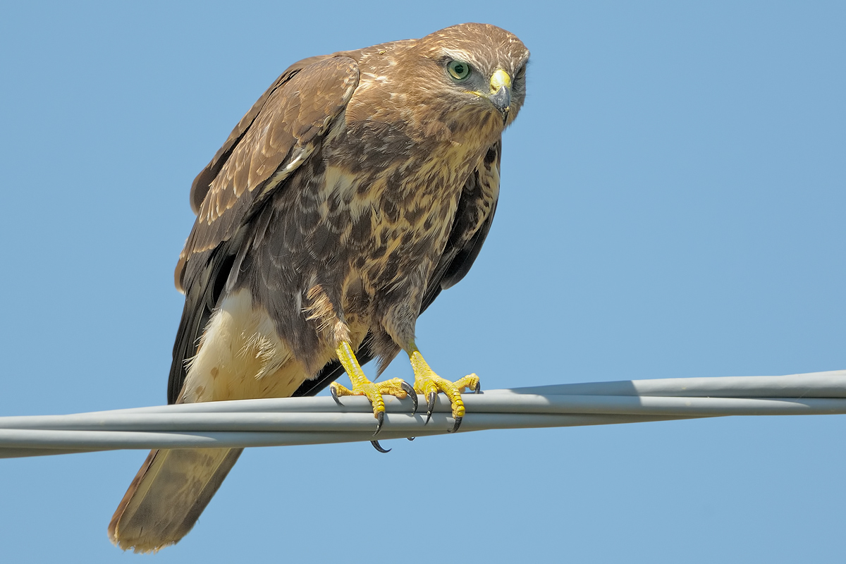 Poiana  (buteo buteo)