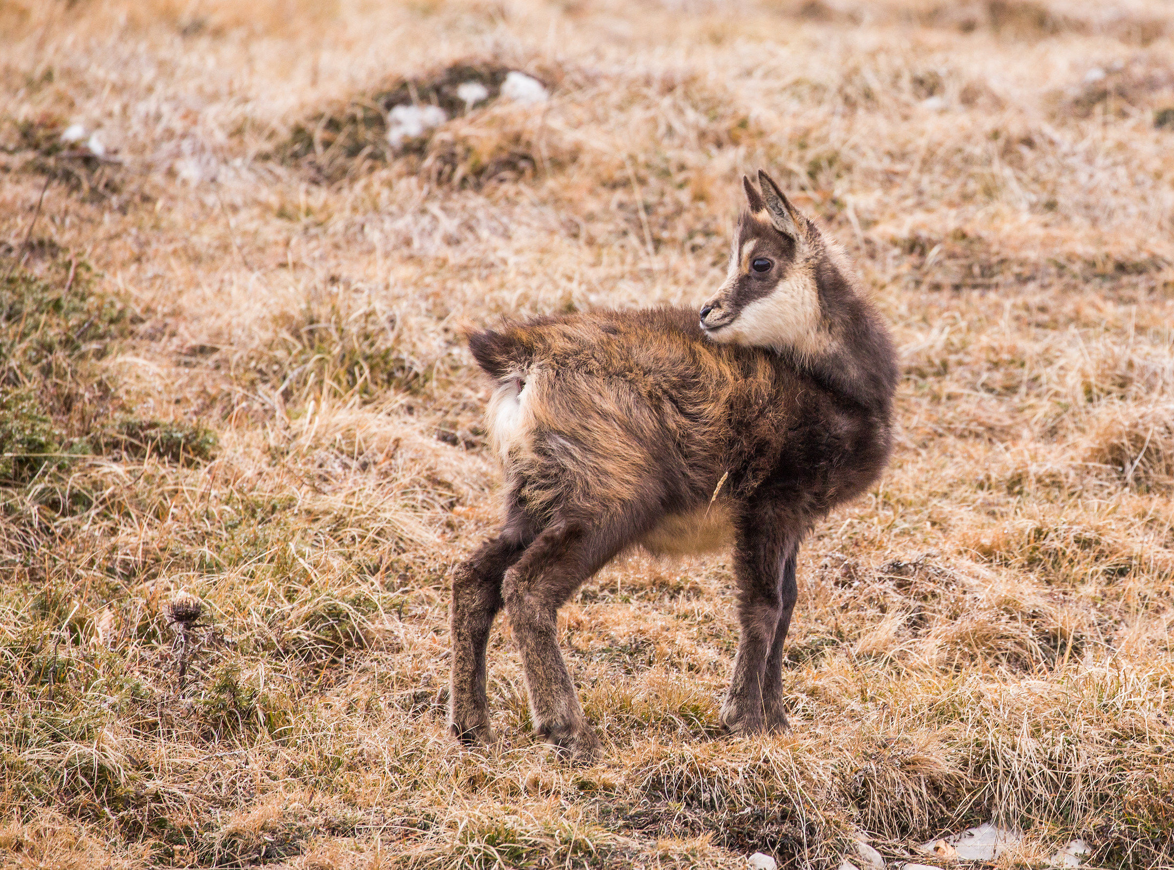 chamois 01