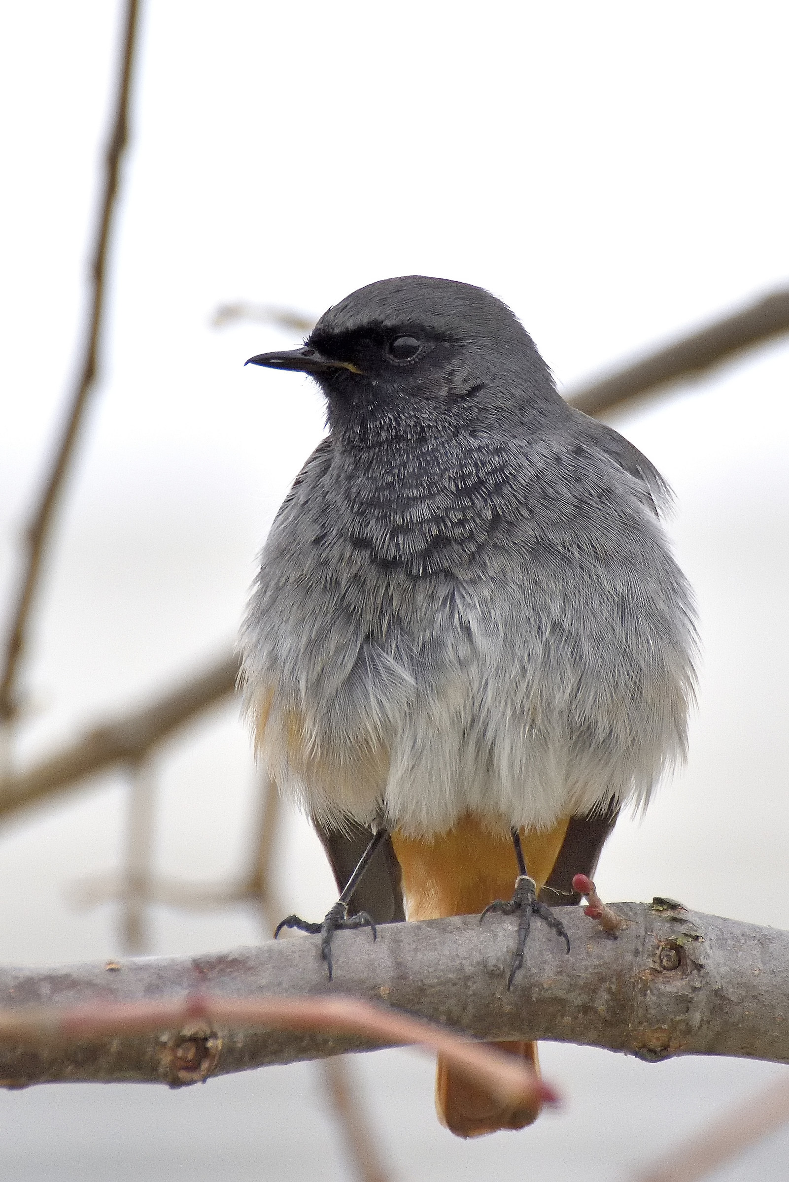 Chimney sweep Redstart