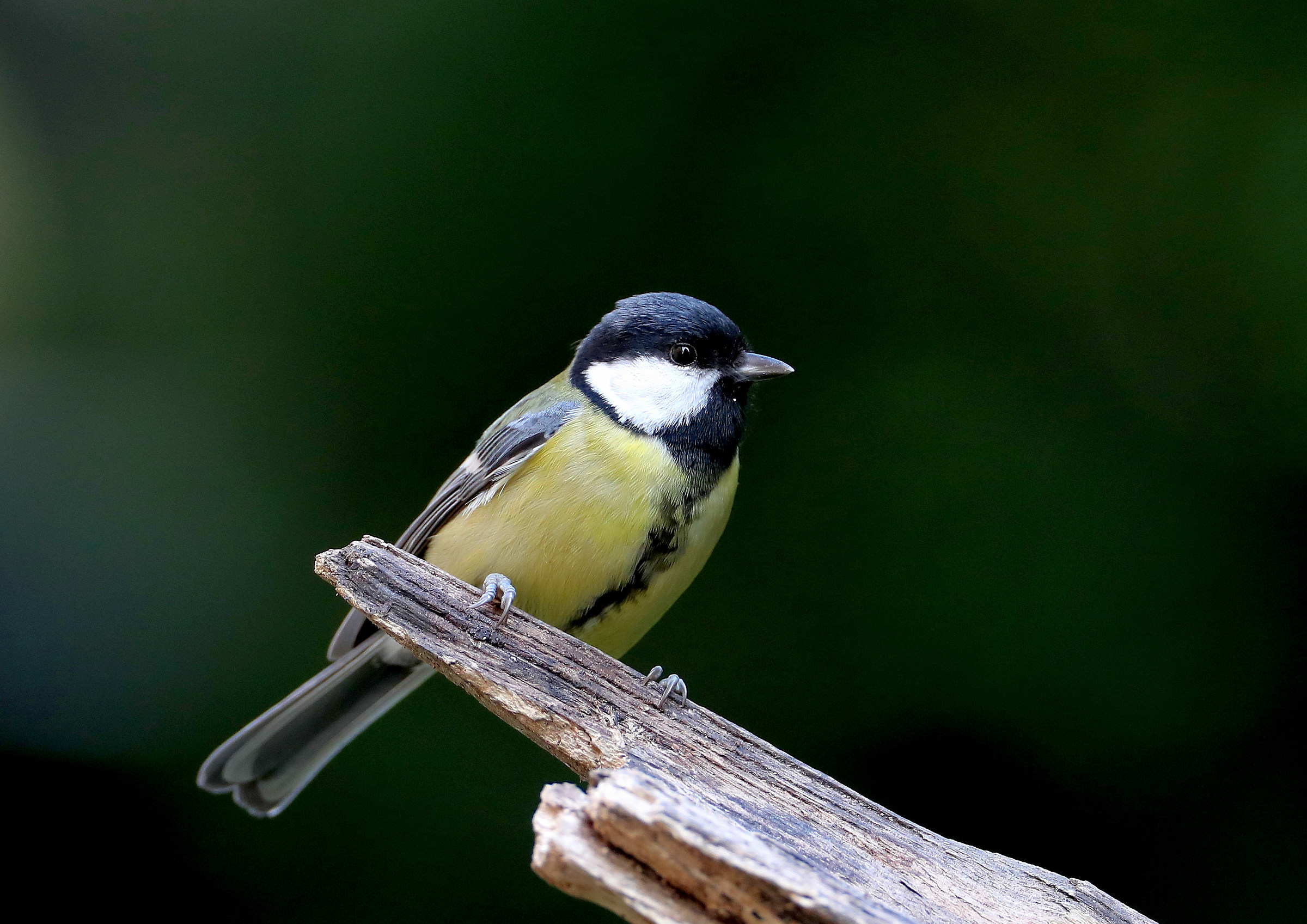 titmouse