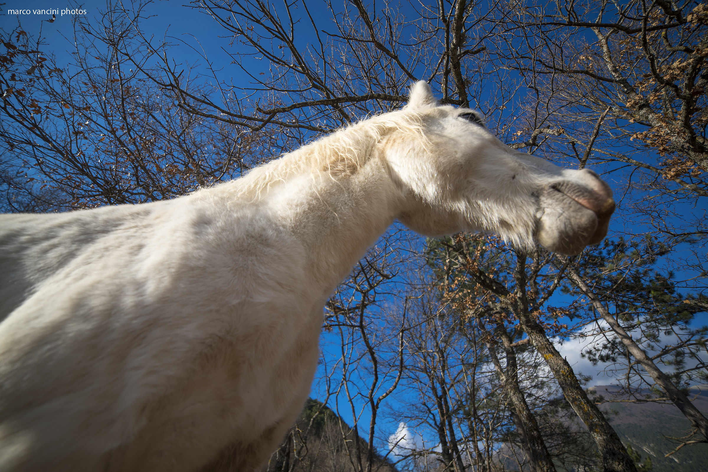 Il cavallo bianco