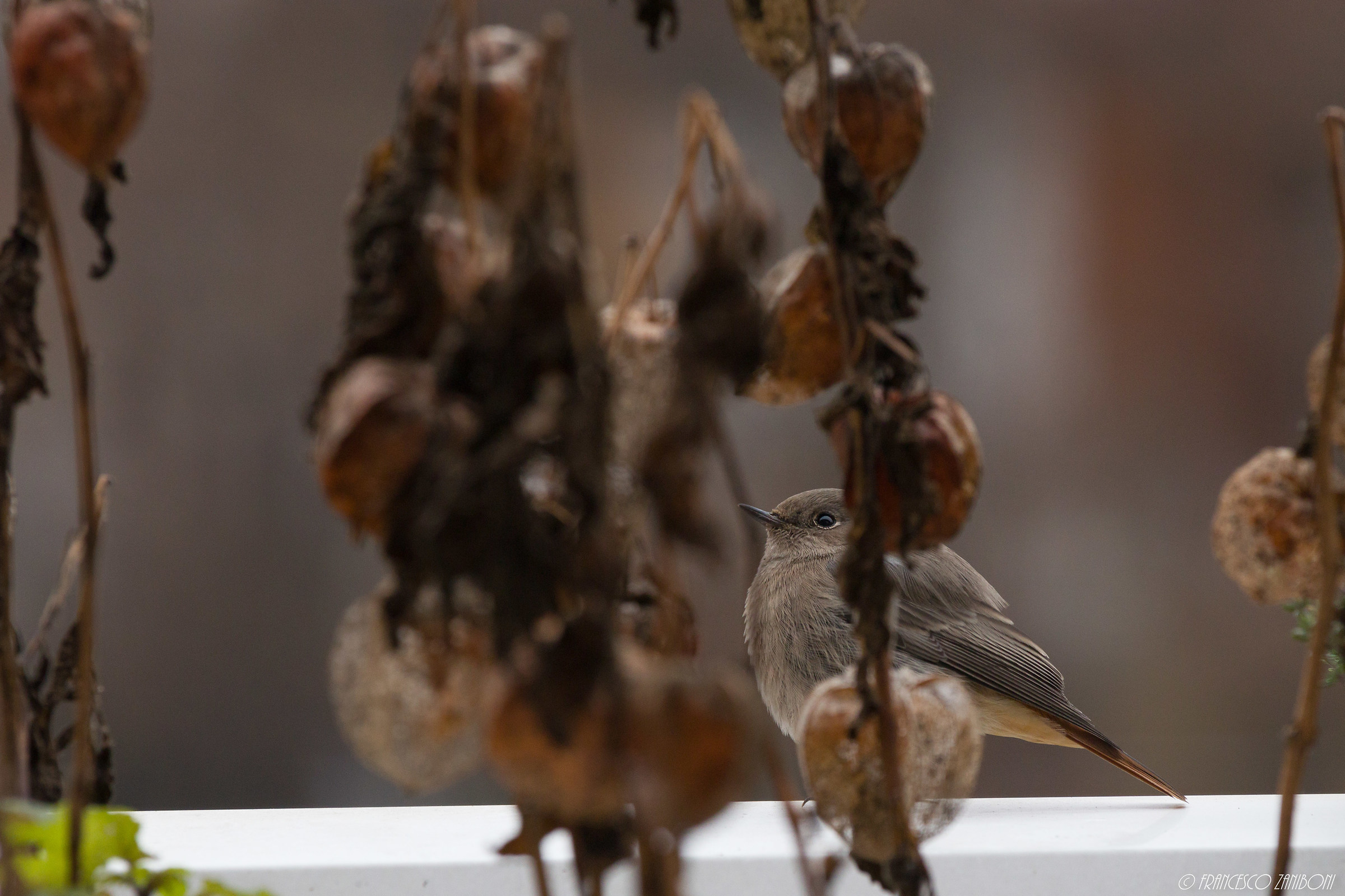 Black redstart (I think)