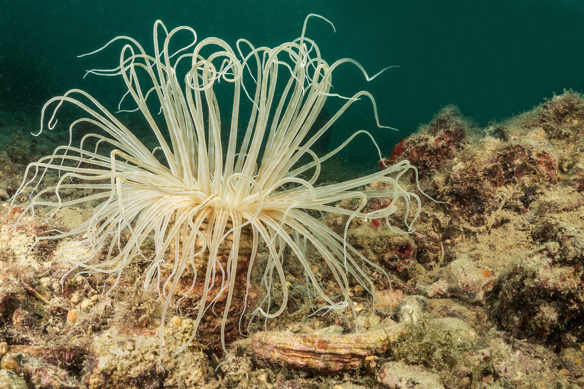 Cerianthus membranaceus