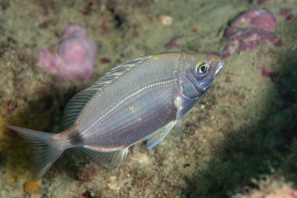 Diplodus annularis