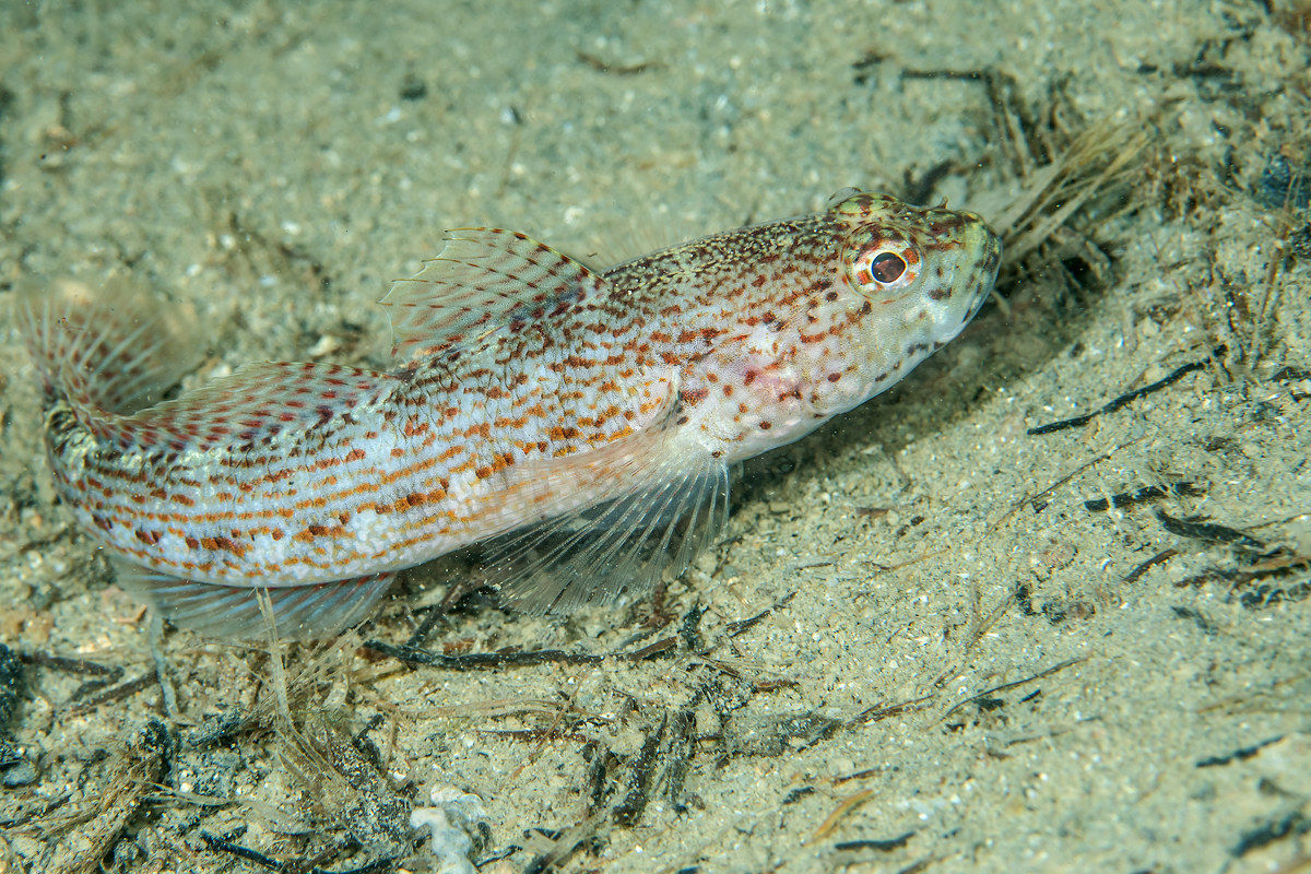Gobius bucchichi