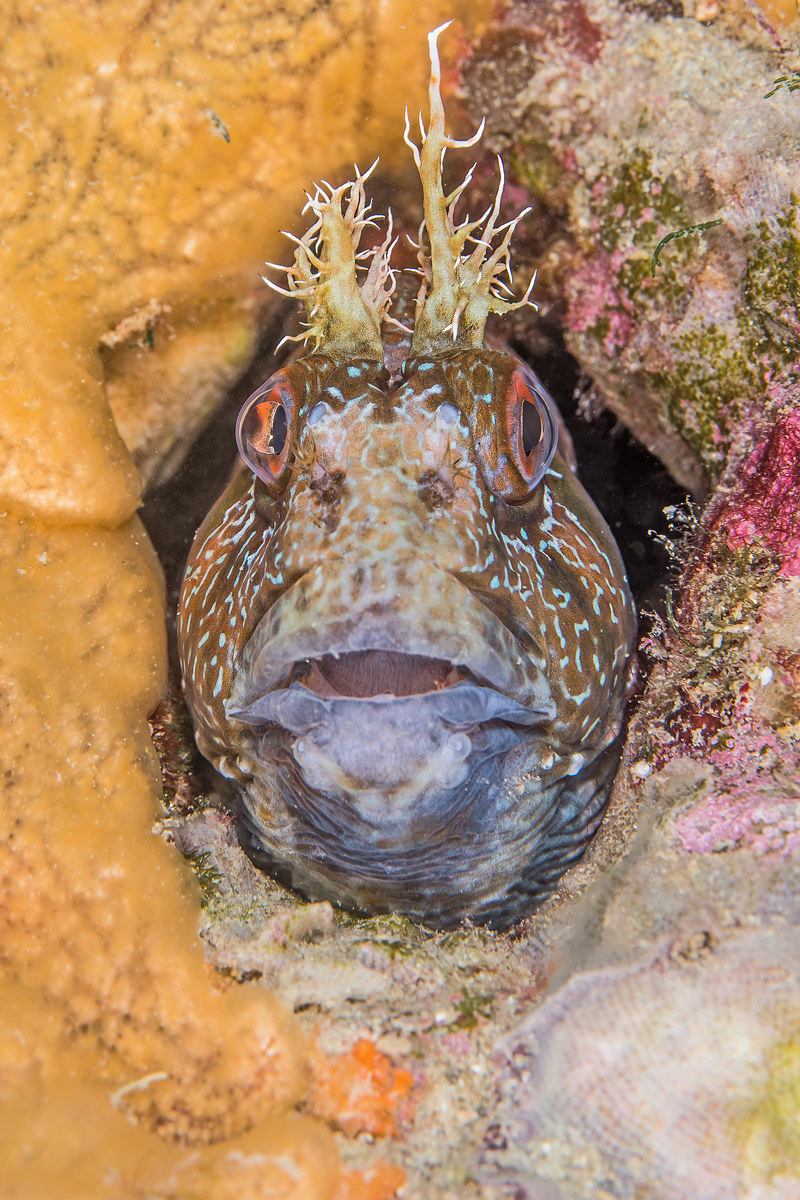 Parablennius gattorugine