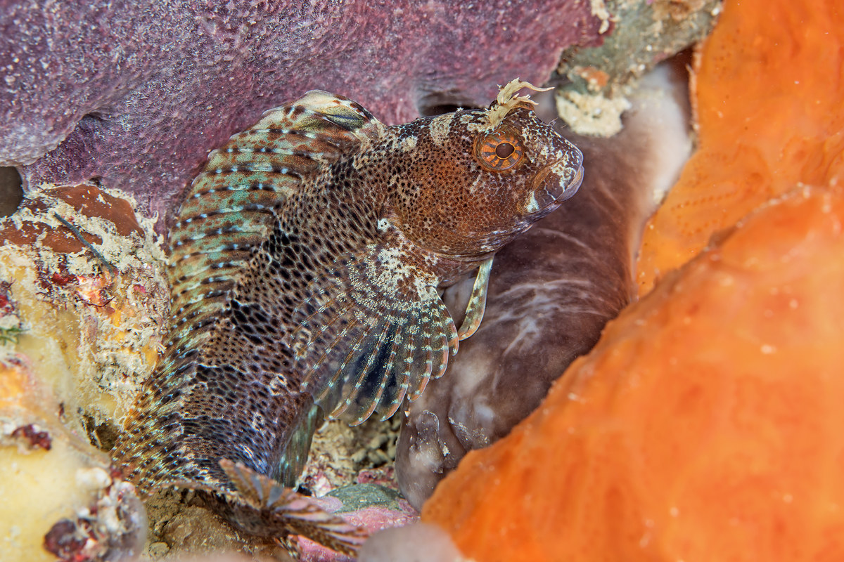 Parablennius tentacularis f.