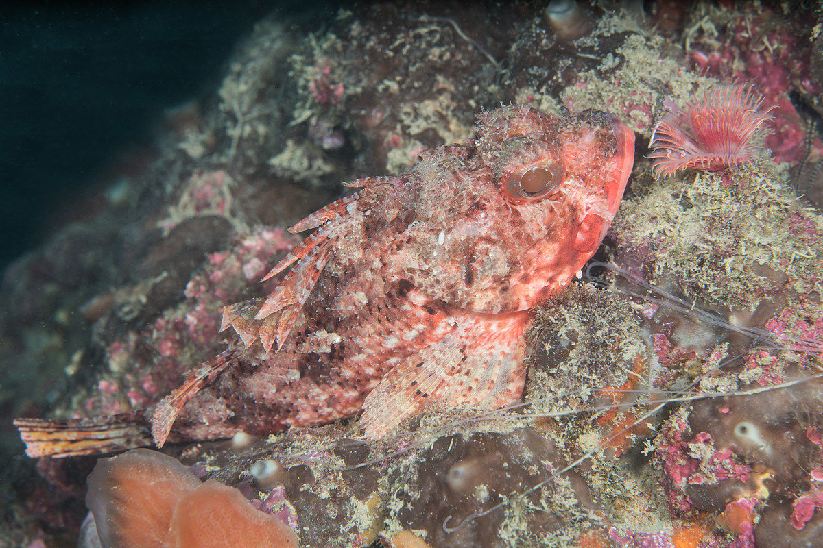 Scorpaena scrofa