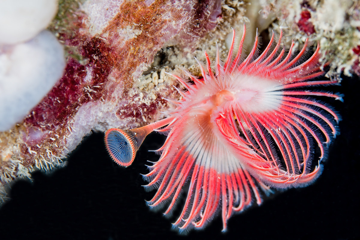 Serpula vermicularis